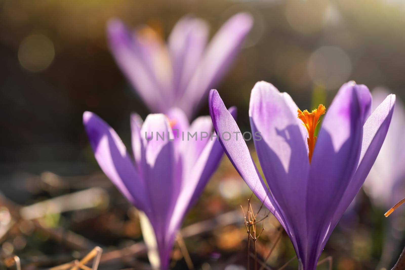 Sun shines through petals of wild purple and yellow flower Crocus heuffelianus discolor growing in spring dry grass.