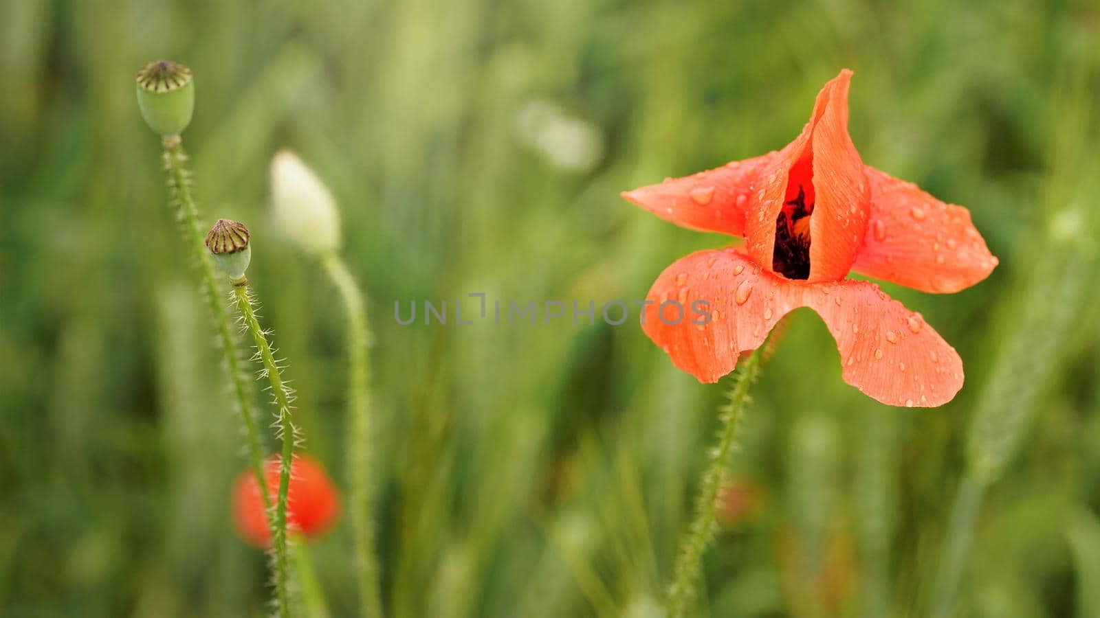 Bright red poppy flower, petals wet from rain growing in green field of unripe wheat, closeup detail.