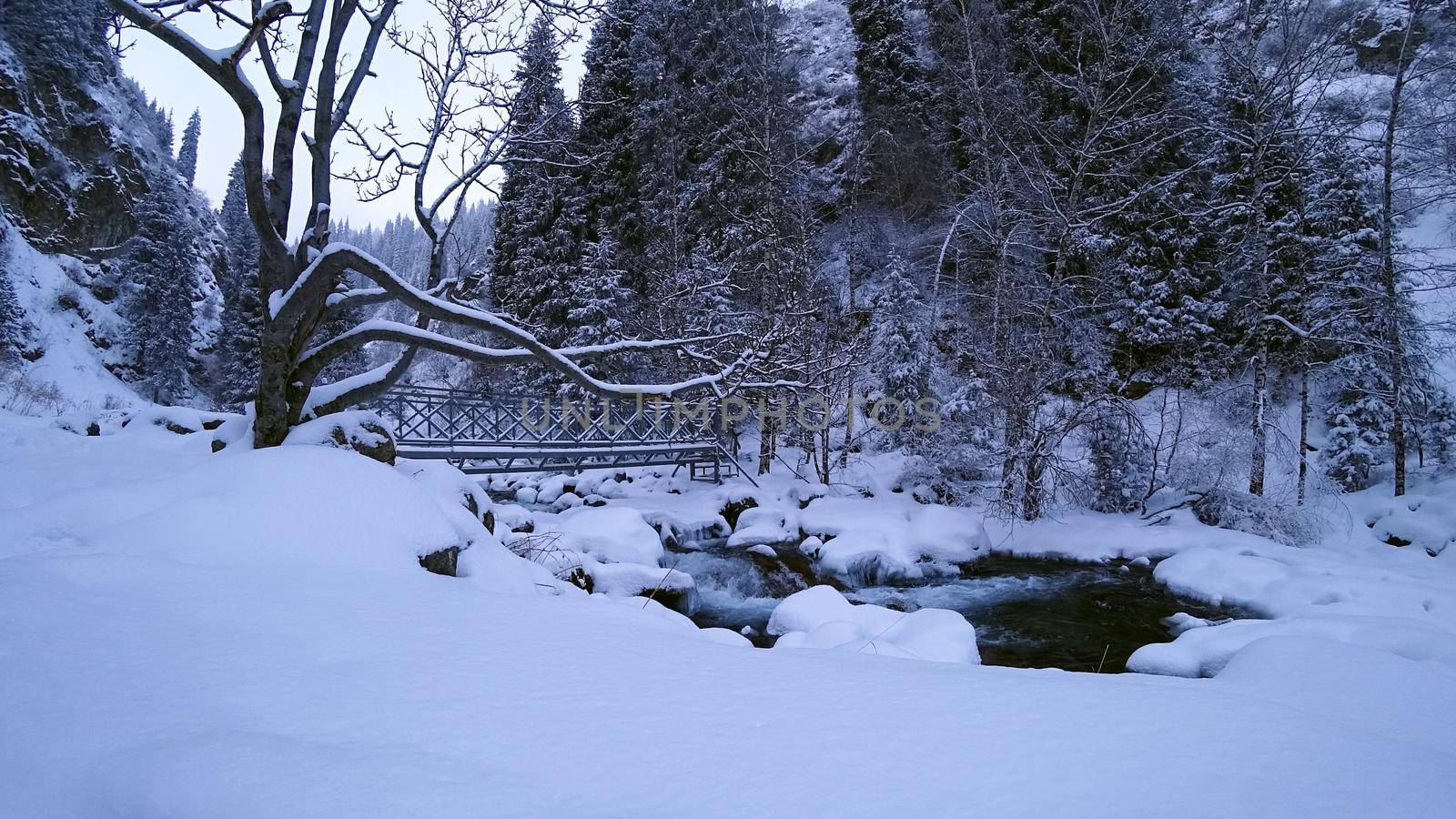 A winter forest, a swirling river, and a bridge. All the trees are covered with snow. Steep cliffs of the gorge. Dry grass sticks out from under snow. Winter fairy tale. Almarasan, Almaty, Kazakhstan