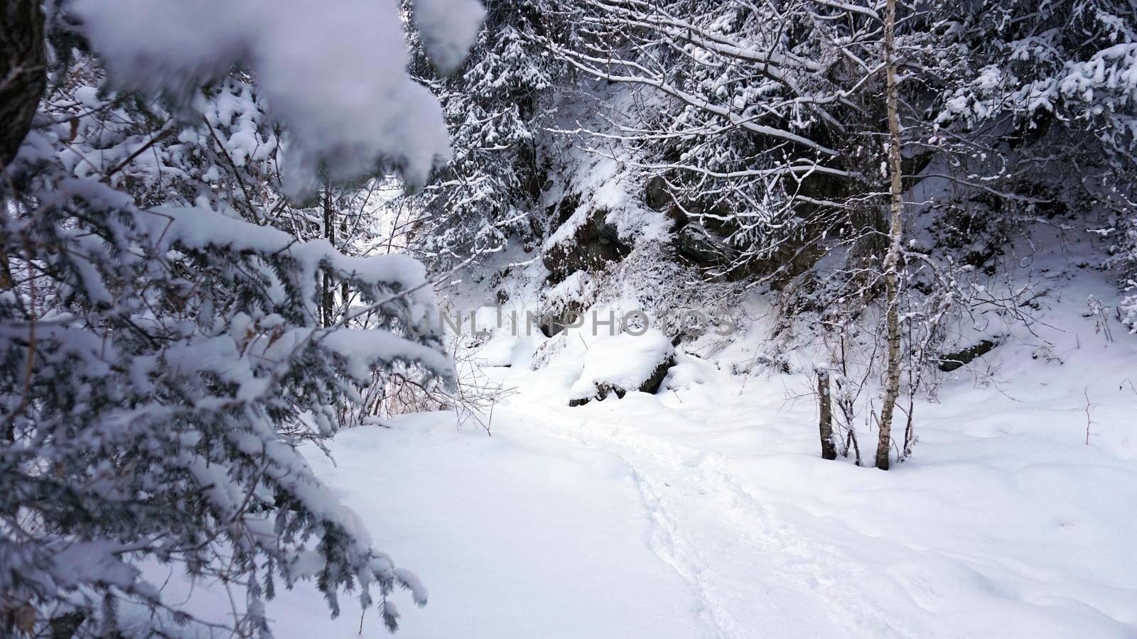 The mountain forest is completely covered with snow. The branches of trees and tall firs are all covered in snow. The steep slopes of the mountains, white snow. You can see path where people walked.