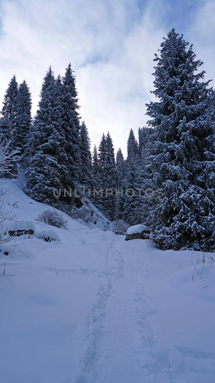 The mountain forest is completely covered with snow. The branches of trees and tall firs are all covered in snow. The steep slopes of the mountains, white snow. You can see path where people walked.