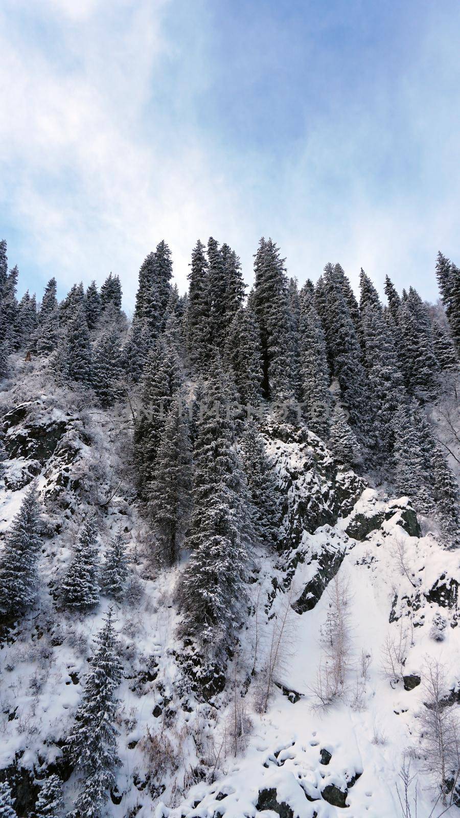 The mountain forest is completely covered with snow. The branches of trees and tall firs are all covered in snow. The steep slopes of the mountains, white snow. You can see path where people walked.