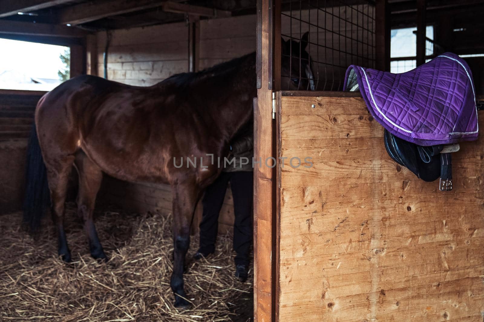 riding horse in the barn on the farm.