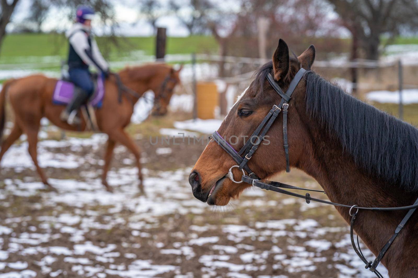 horseback riding at the farmyard in the village by Edophoto