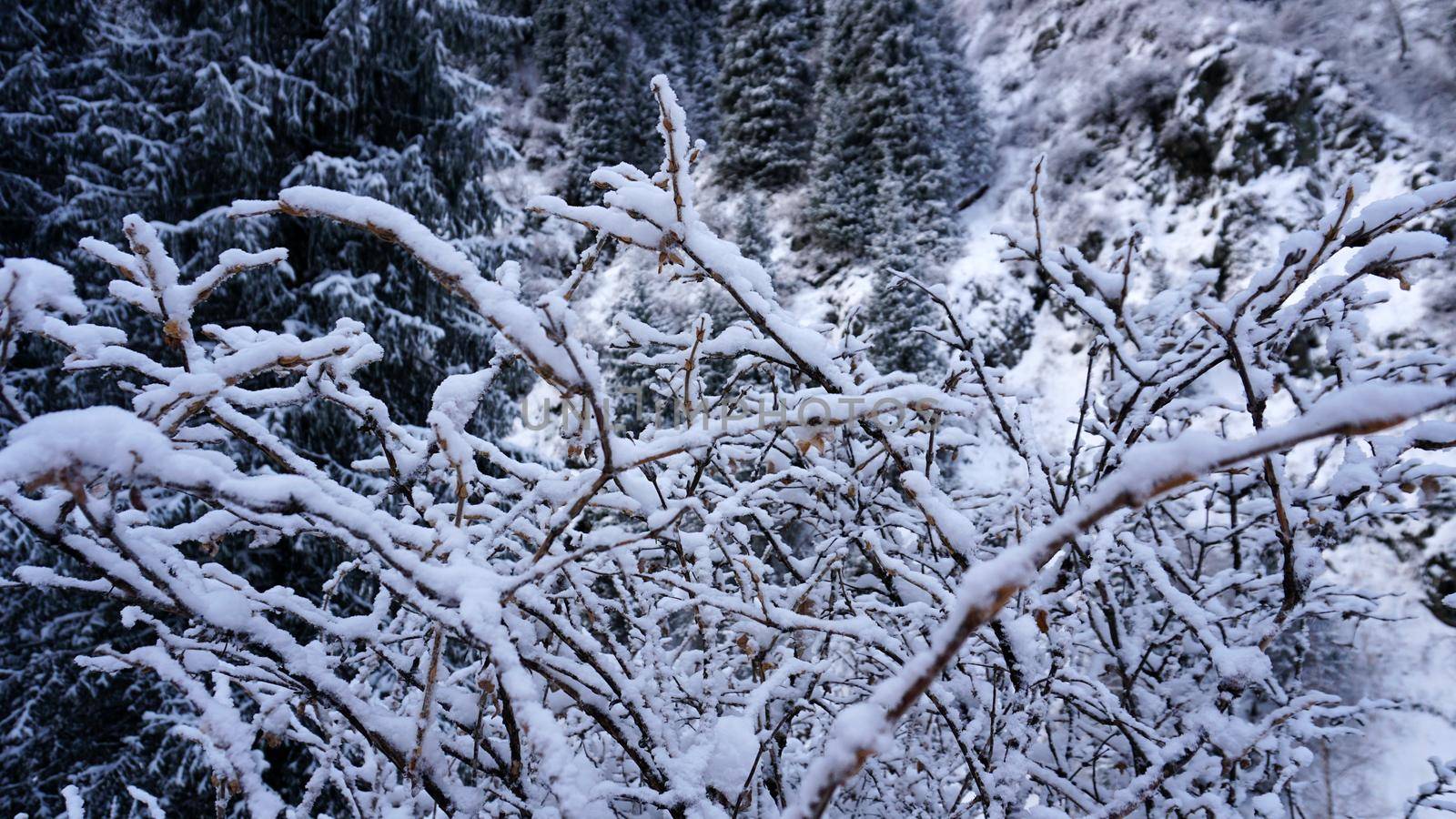 The mountain forest is completely covered with snow. The branches of trees and tall firs are all covered in snow. The steep slopes of the mountains, white snow. You can see path where people walked.