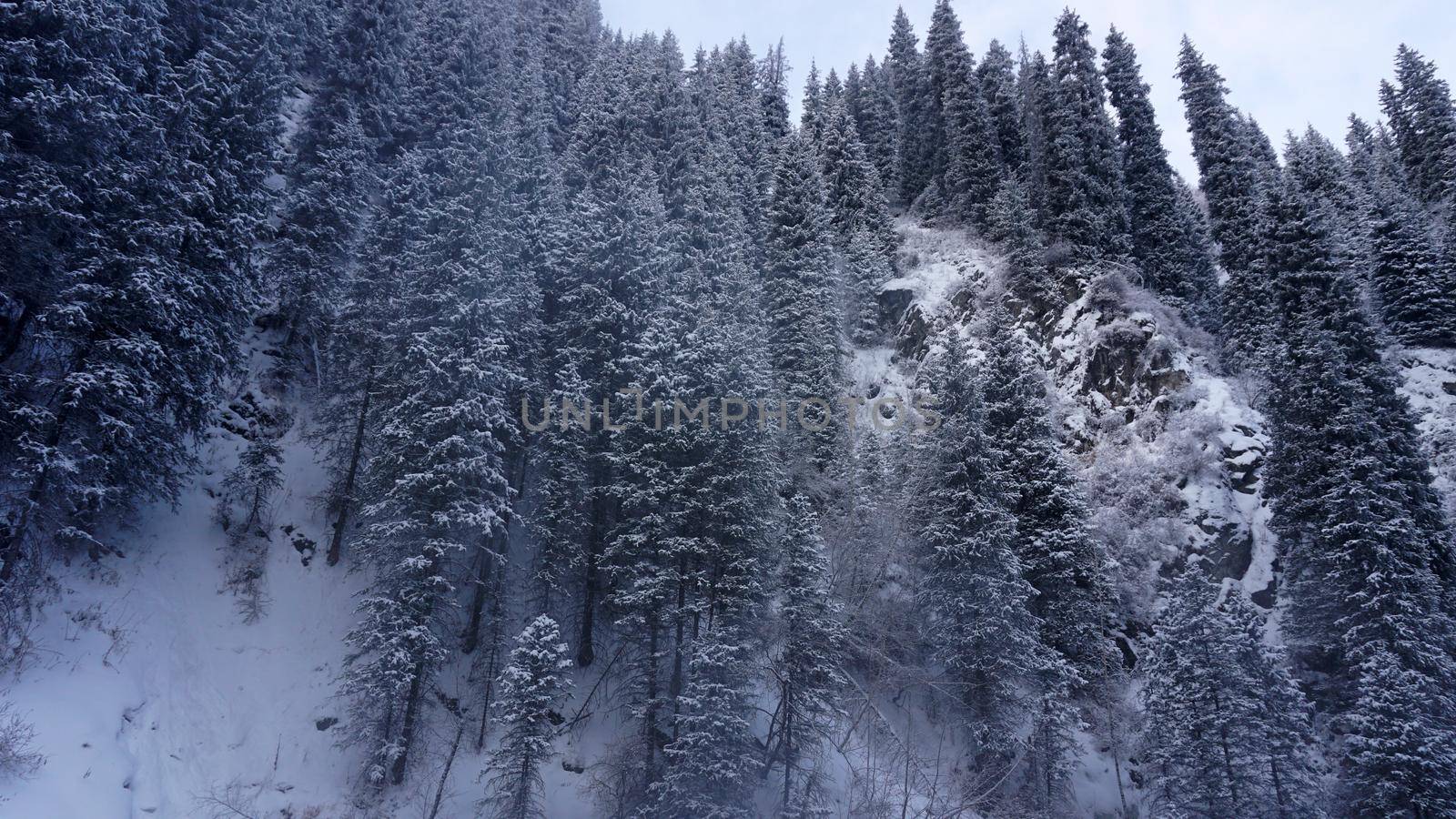 The mountain forest is completely covered with snow. The branches of trees and tall firs are all covered in snow. The steep slopes of the mountains, white snow. You can see path where people walked.