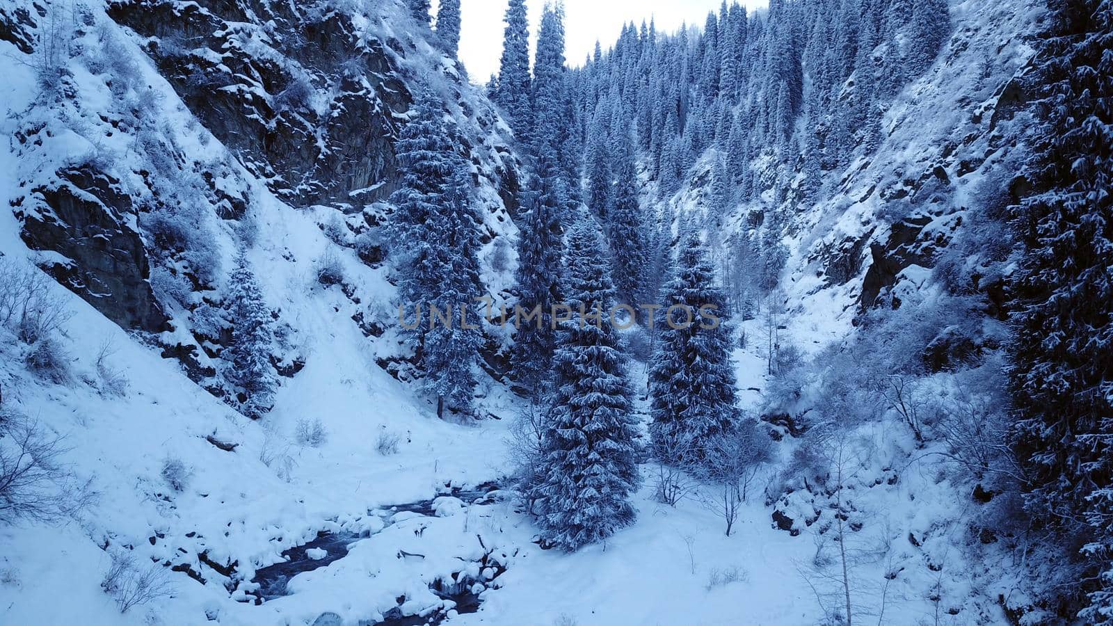 A majestic snowy gorge with fir trees in mountains. Tall trees brush against white clouds. Steep cliffs with large rocks are covered with snow. Top view from the drone. Almarasan, Almaty, Kazakhstan