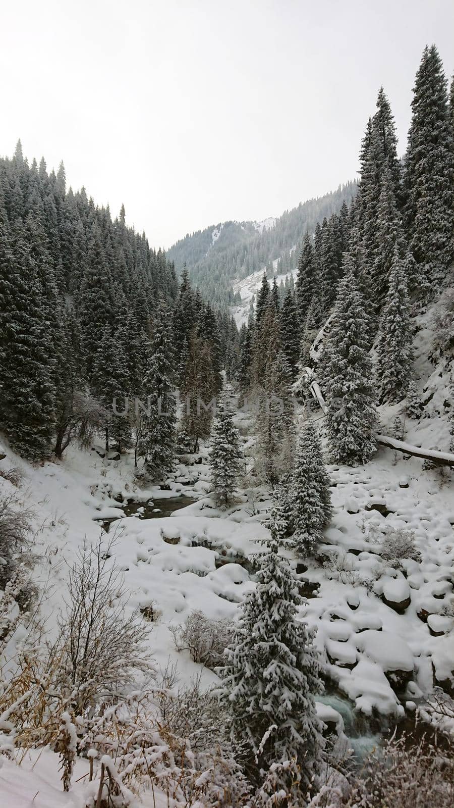 A majestic snowy gorge with fir trees in mountains. Tall trees brush against white clouds. Steep cliffs with large rocks are covered with snow. Top view from the drone. Almarasan, Almaty, Kazakhstan