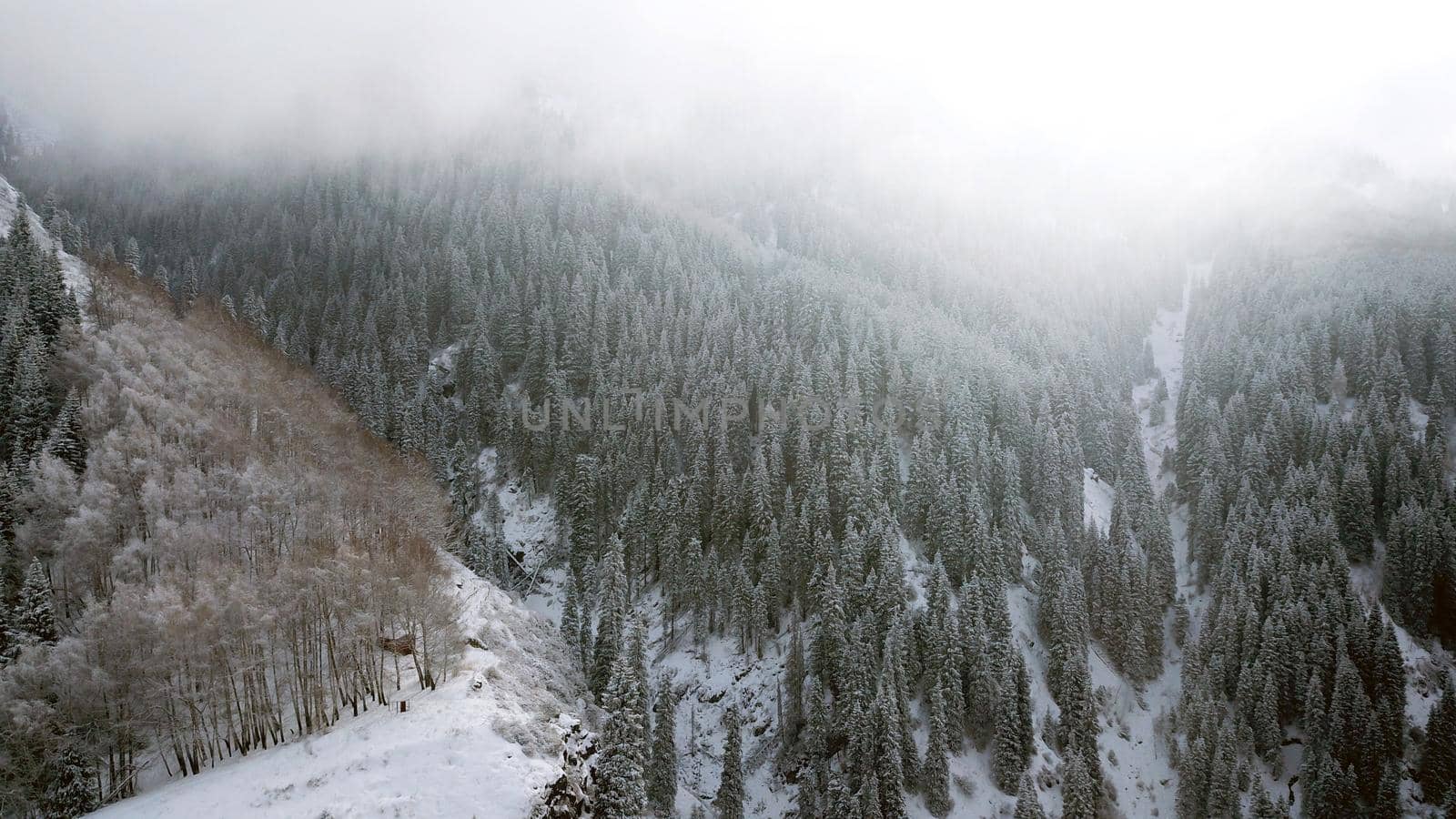 The winter forest in the mountains is covered with fog. Tall fir trees brush the clouds with their branches. All covered with snow. Dry grass is visible on the slopes of mountains. Almarasan Gorge