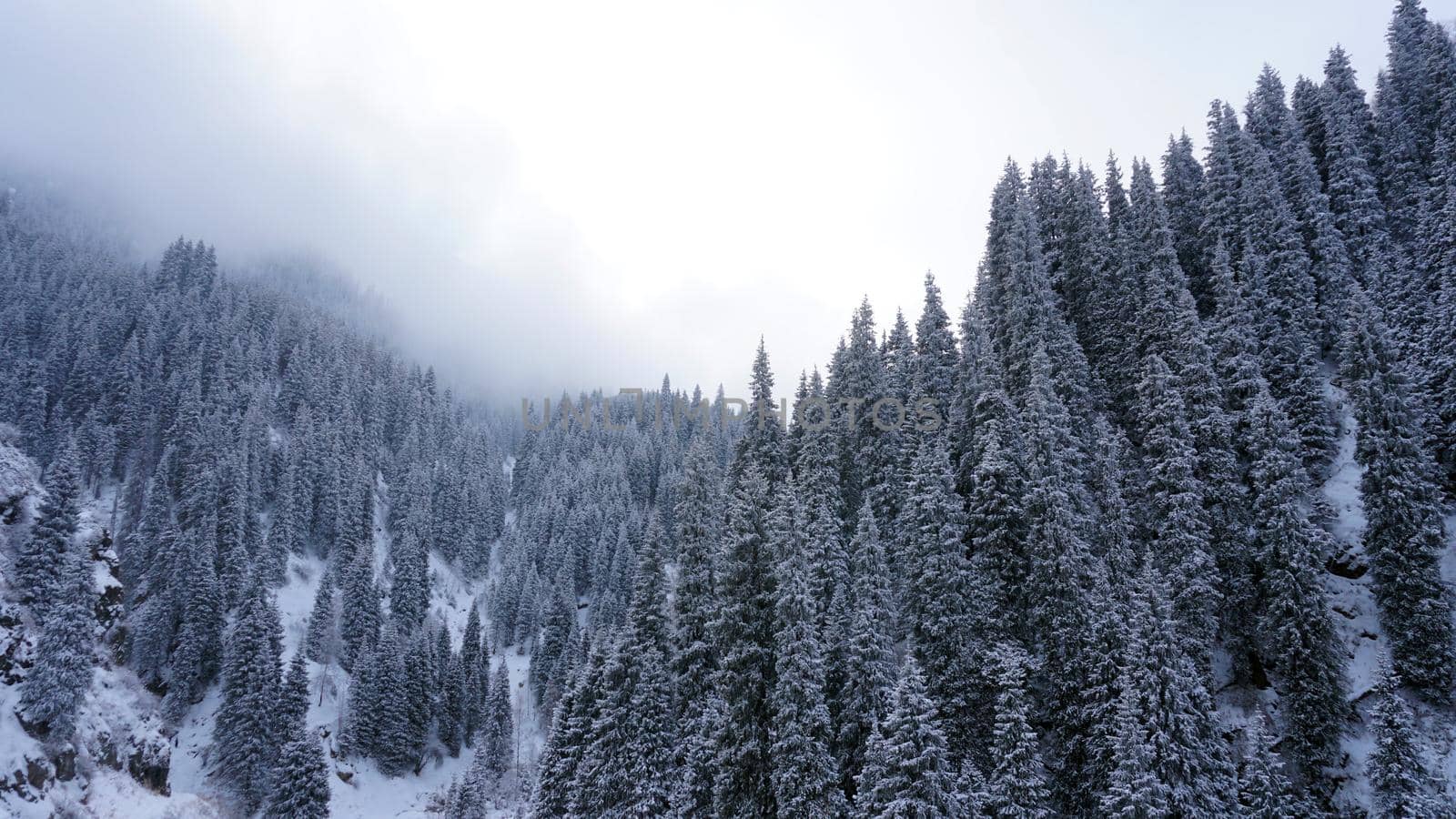 The winter forest in the mountains is covered with fog. Tall fir trees brush the clouds with their branches. All covered with snow. Dry grass is visible on the slopes of mountains. Almarasan Gorge