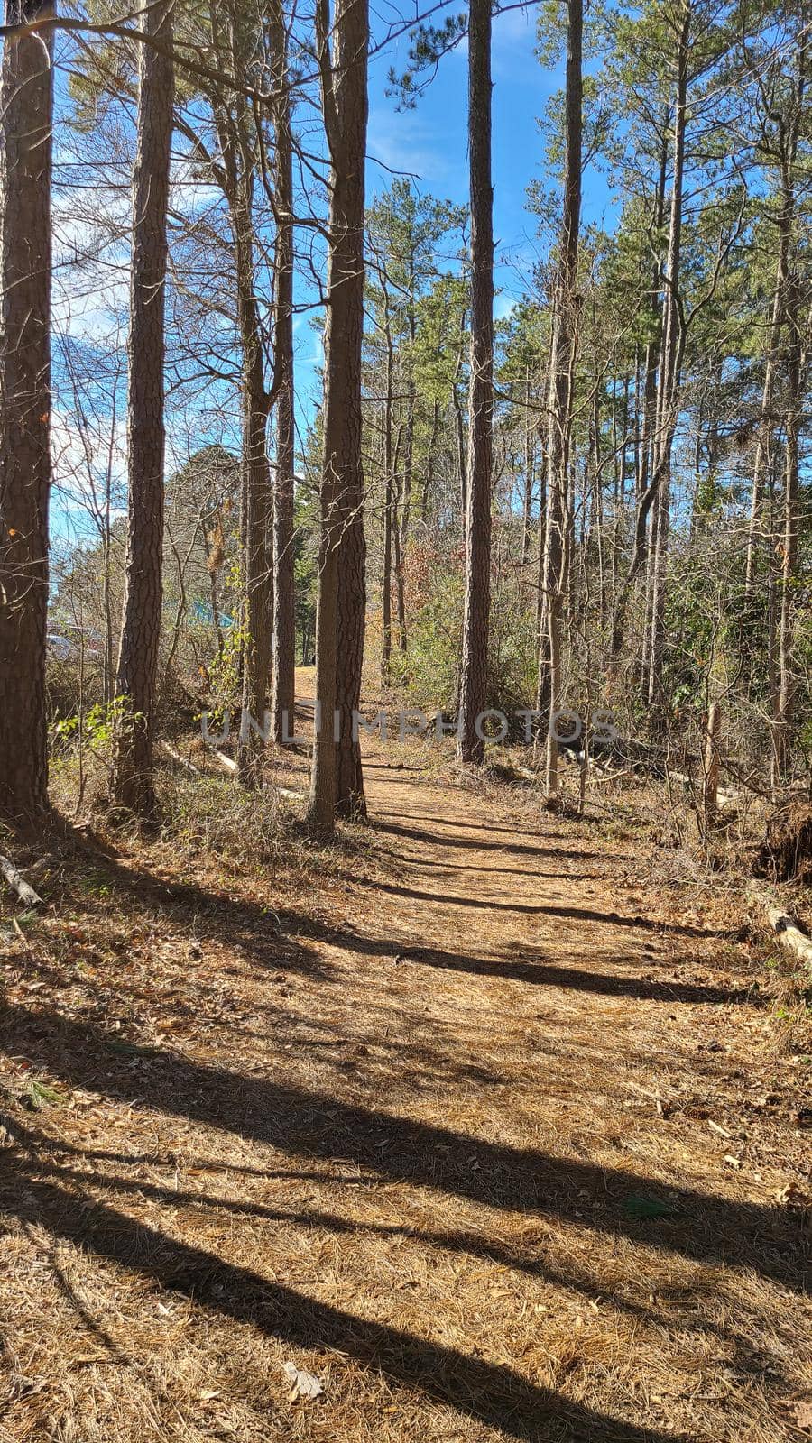 Pathway between the hight trees and tree stump in the winter