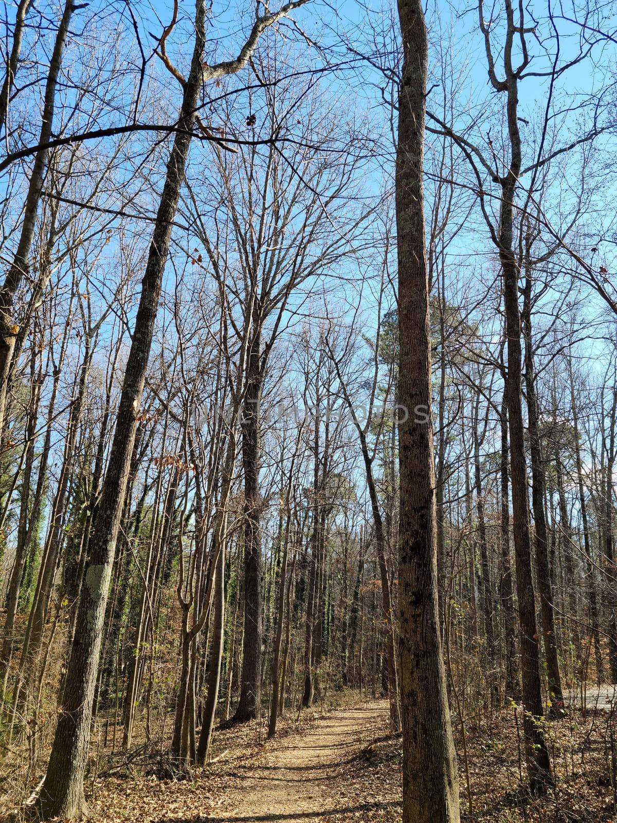 Pathway between the hight trees and tree stump in the winter