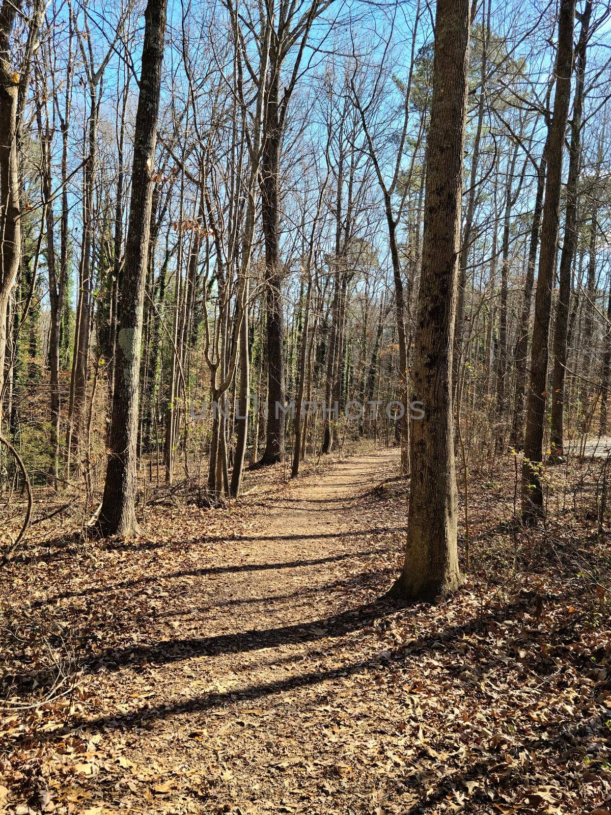 Pathway between the hight trees and tree stump in the winter by Dorego