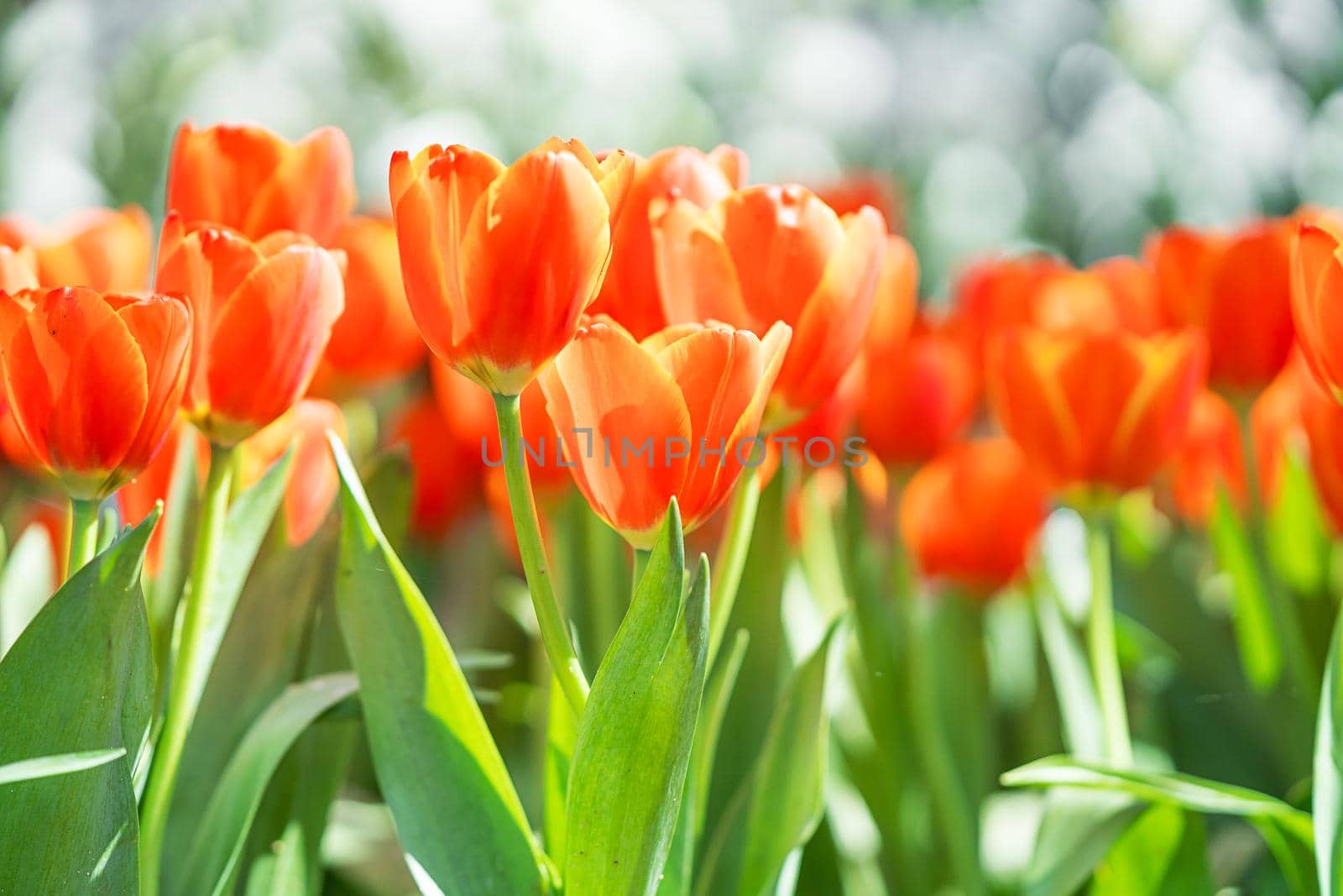 Close up red tulips blooming in the flower park garden