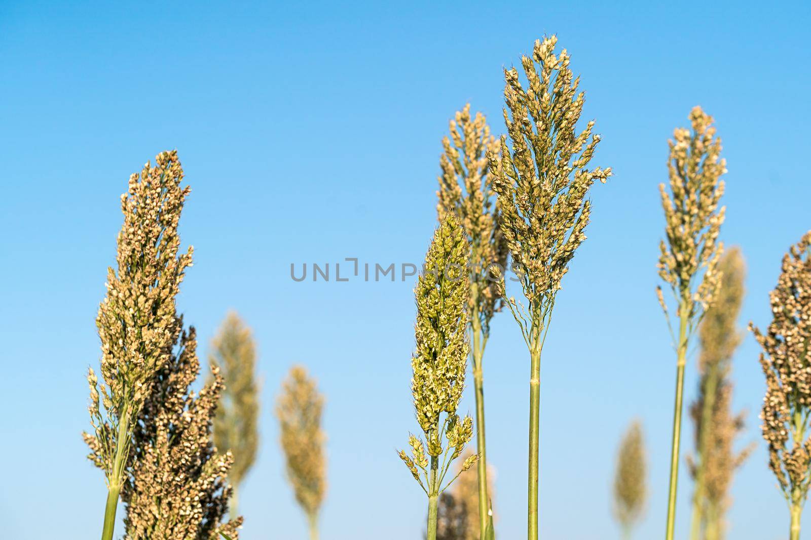 Close up Sorghum or Millet an important cereal crop agent blue sky