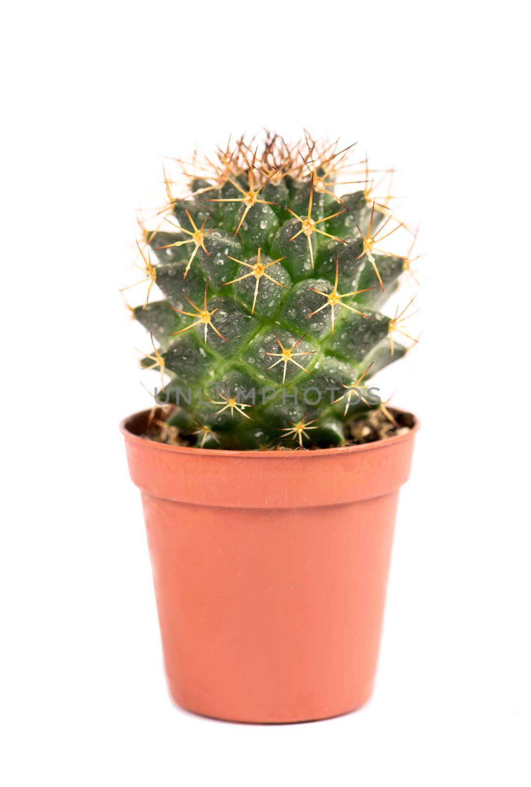 close up of small cactus houseplant in pot on white background