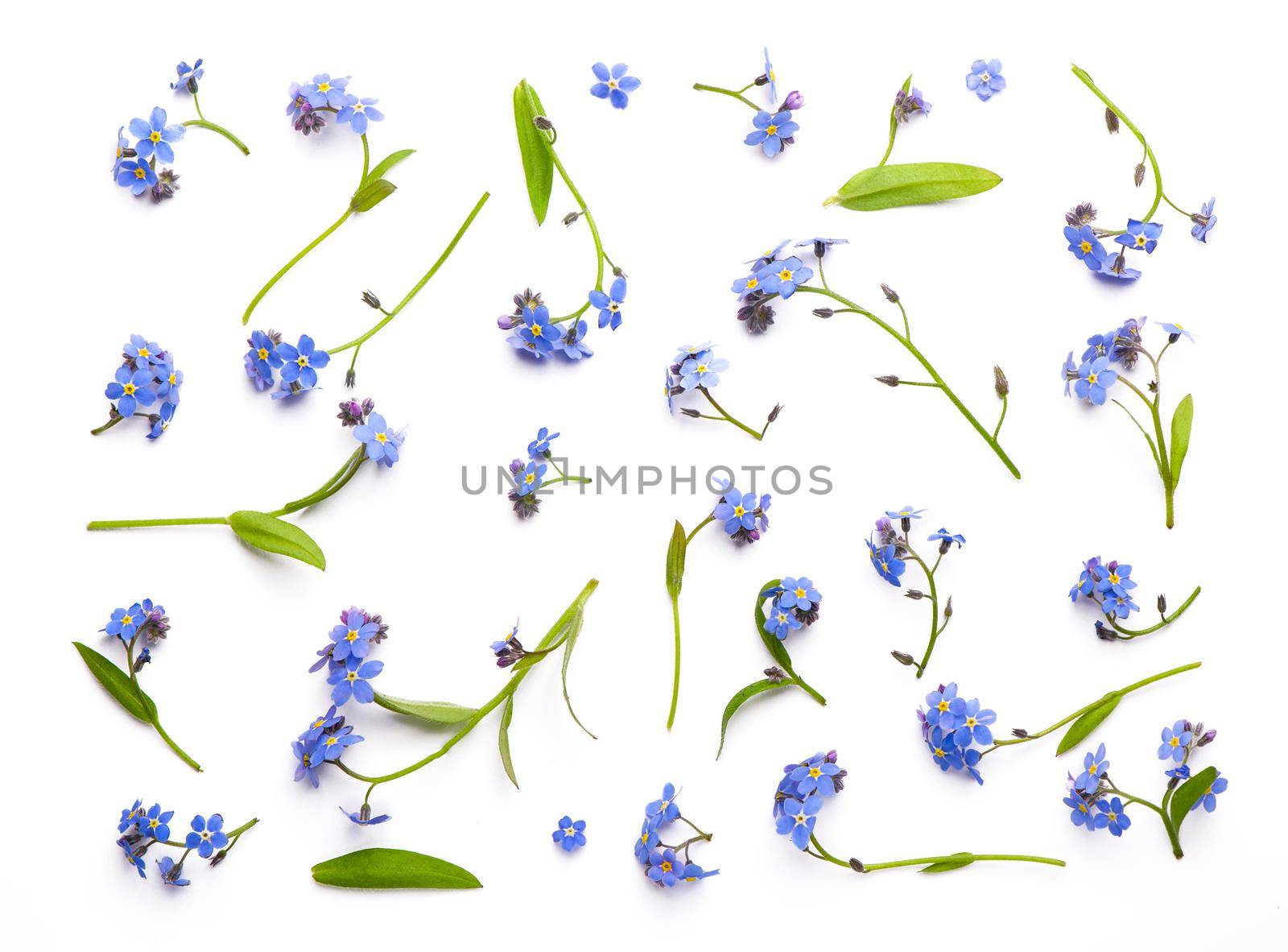 Forget me not, little flowers in heart shape, isolated on white. by aprilphoto