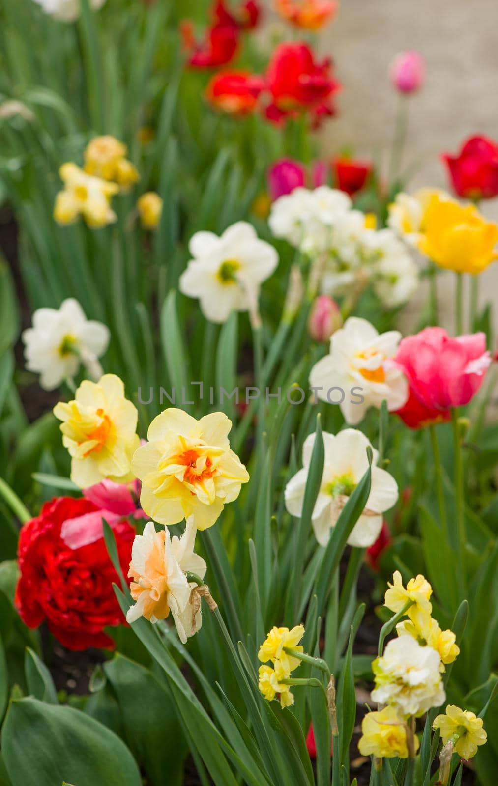 Tulips flowers on a blur background of nature. Spring background