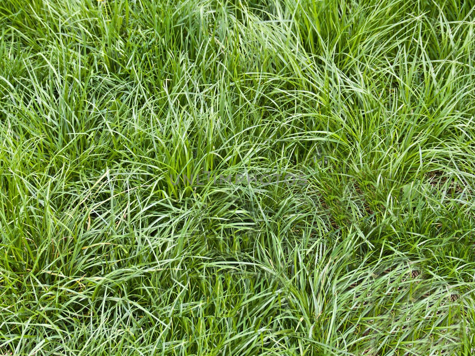 Background of summer high fresh green grass close-up .Texture or background