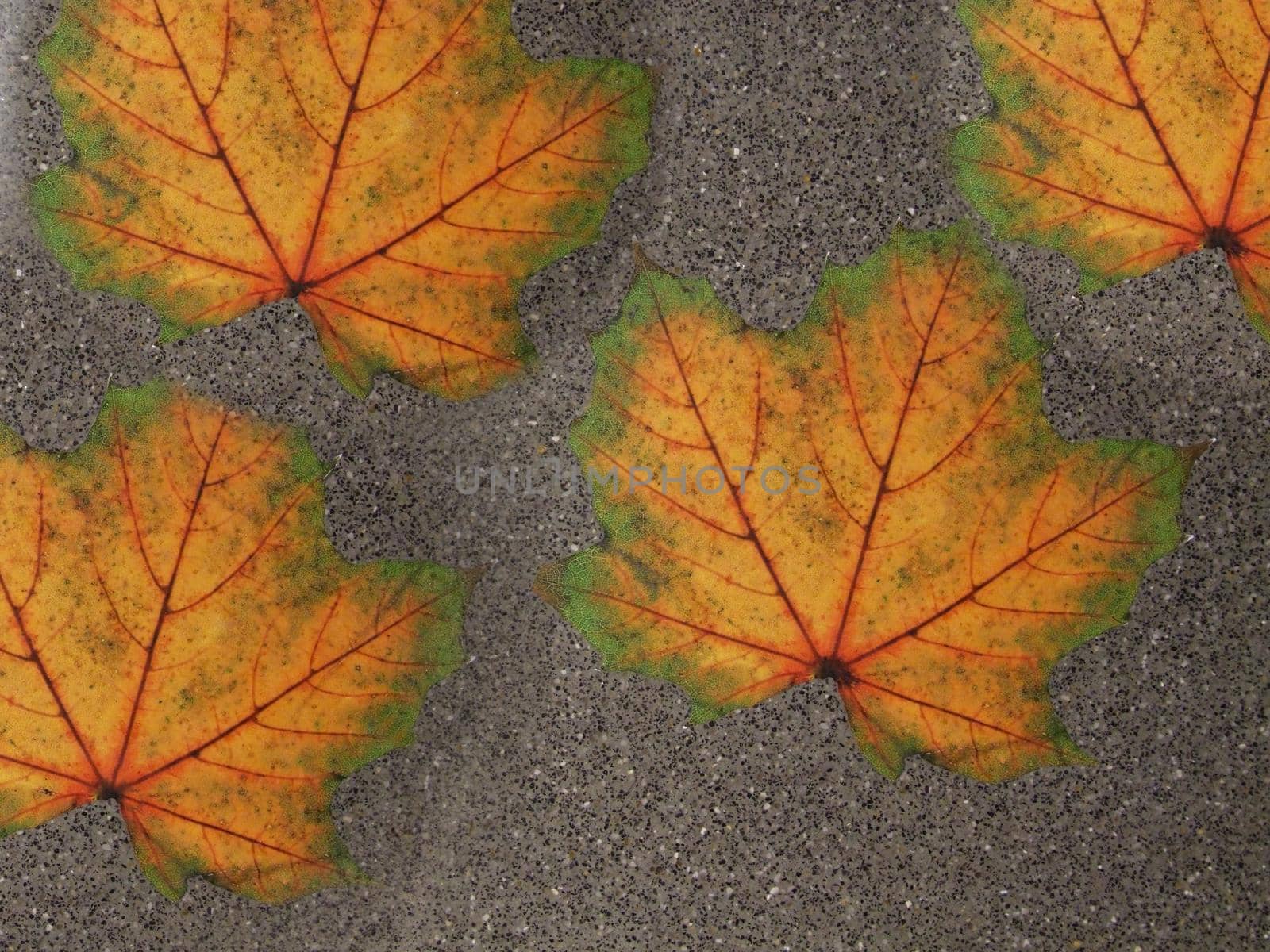 On the road are four autumn maple leaves on a gray background close-up.Texture or background