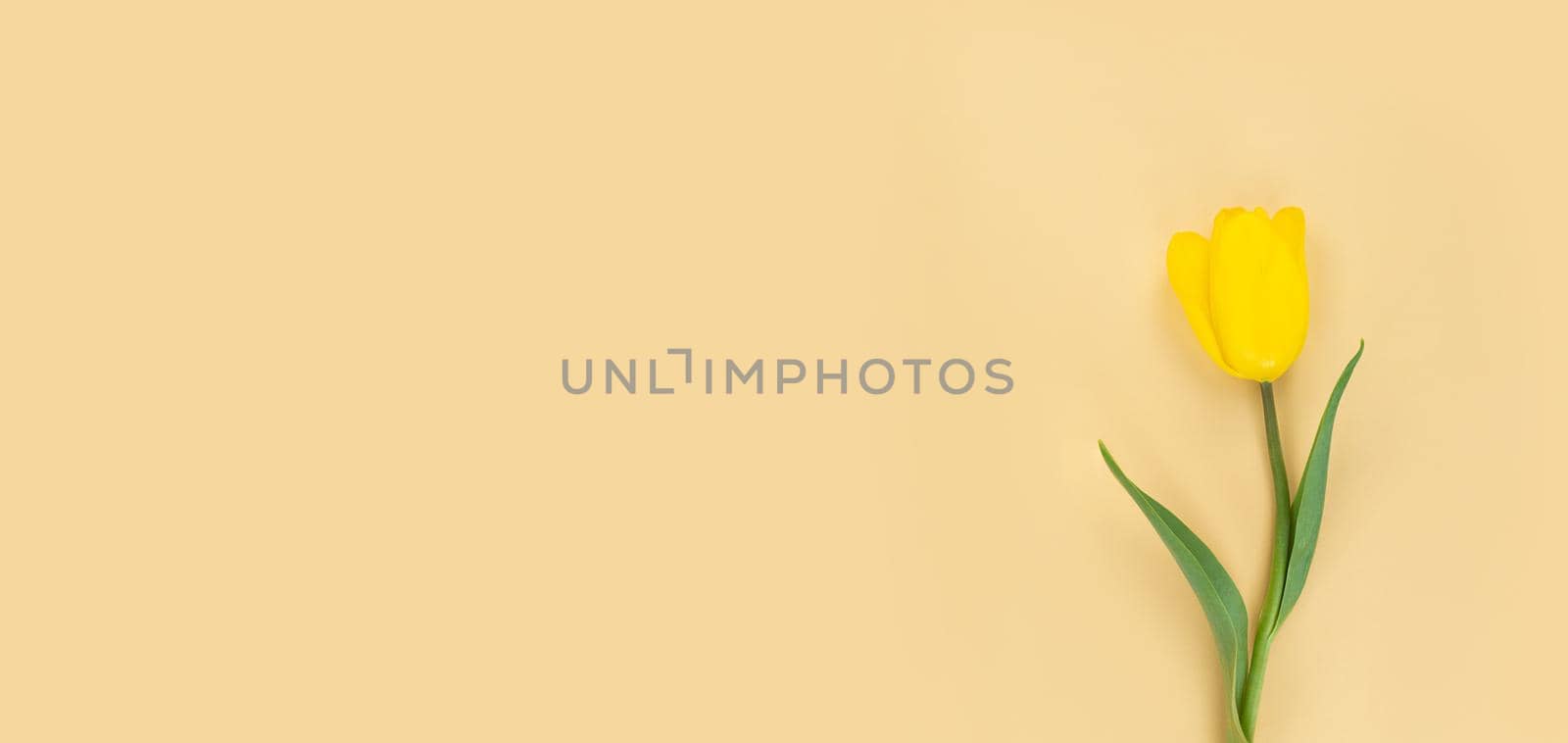 Yellow tulip on a beige background. Mimimalistic flat lay with copy space.