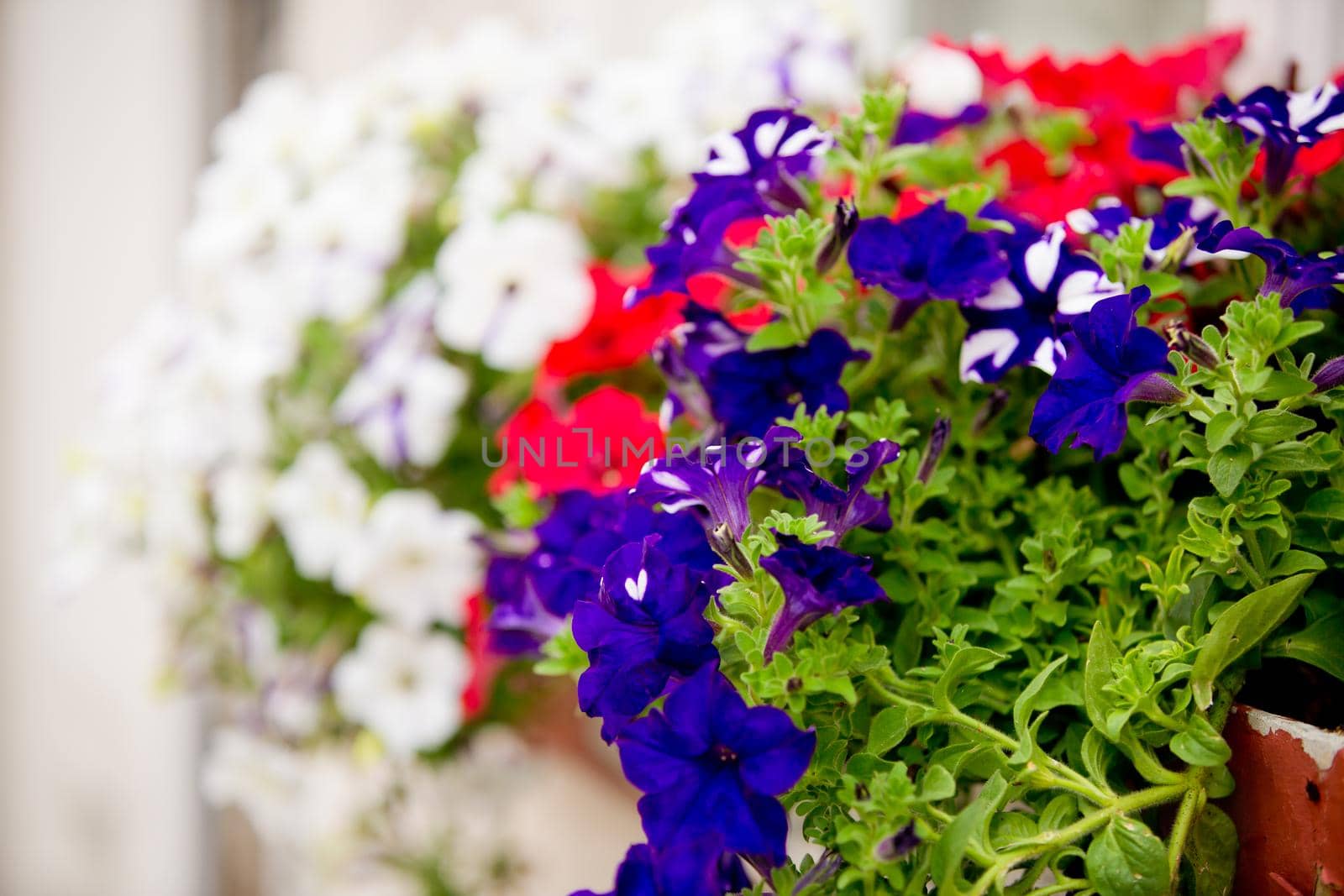 Beautiful daisy flowers. Selective focus.