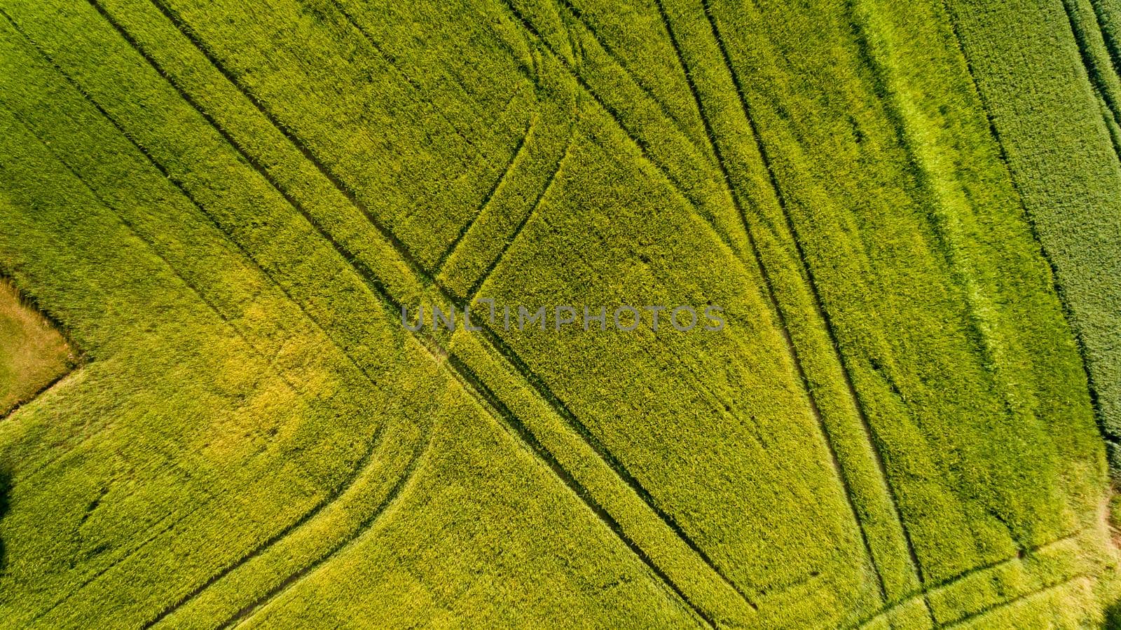 Top view of green field.