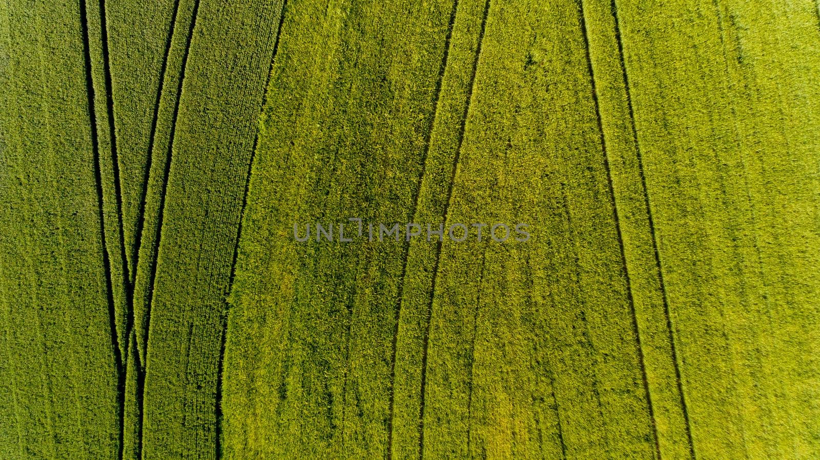 Top view of green field.