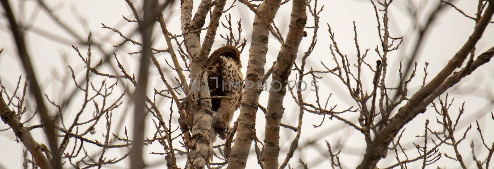 red tail hawk perched in tree in the winter months  by mynewturtle1