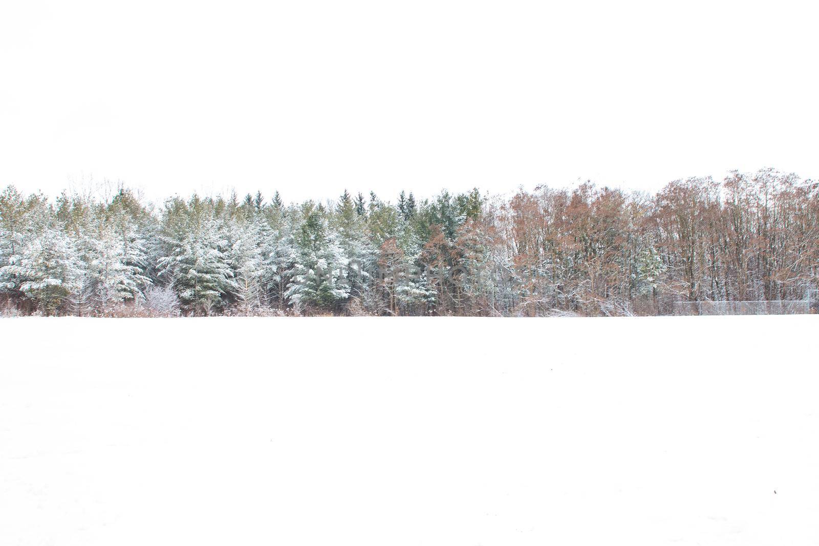 canada panorama of snow covered trees. surrealism and snow by mynewturtle1