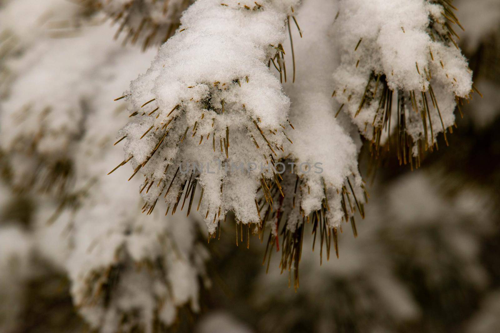 close up photo of snow on a pine tree. High quality photo
