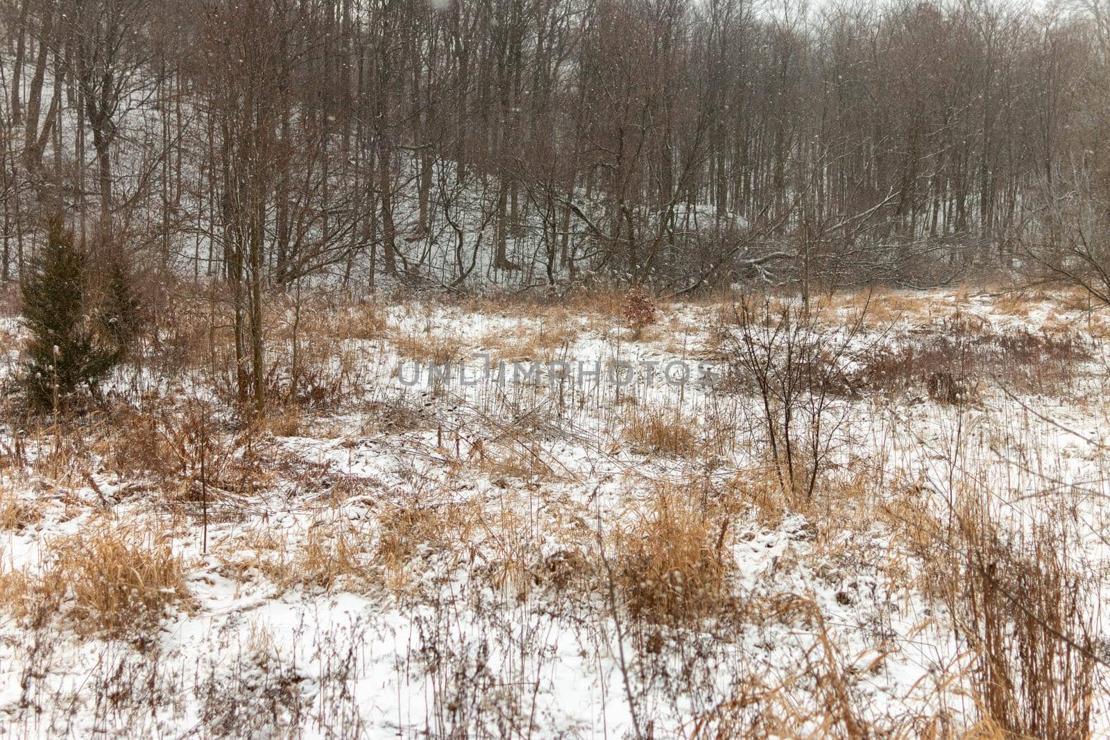 Winter landscape in Canada after a fresh snow fall . High quality photo