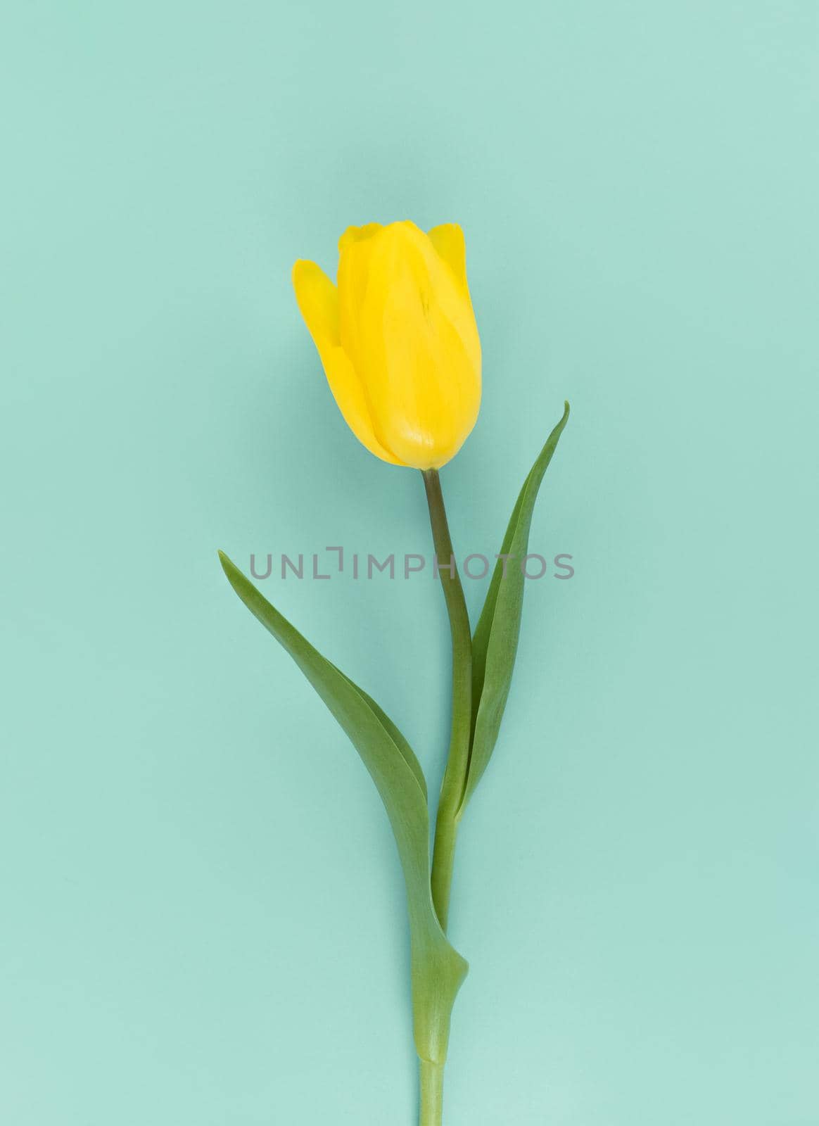 Yellow tulip on a green background. Mimimalistic flat lay stock photo.