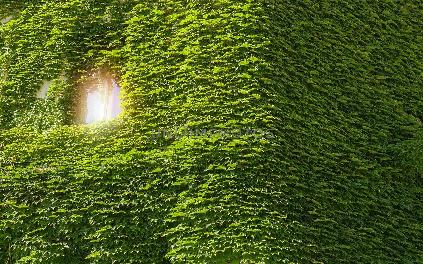 Vine creeper around window on facade of house covered wild grape vertical plants or green eco home Ivy clad building. Green facade eco house evergreen hedge wall overgrown by wild grapes covered ivy