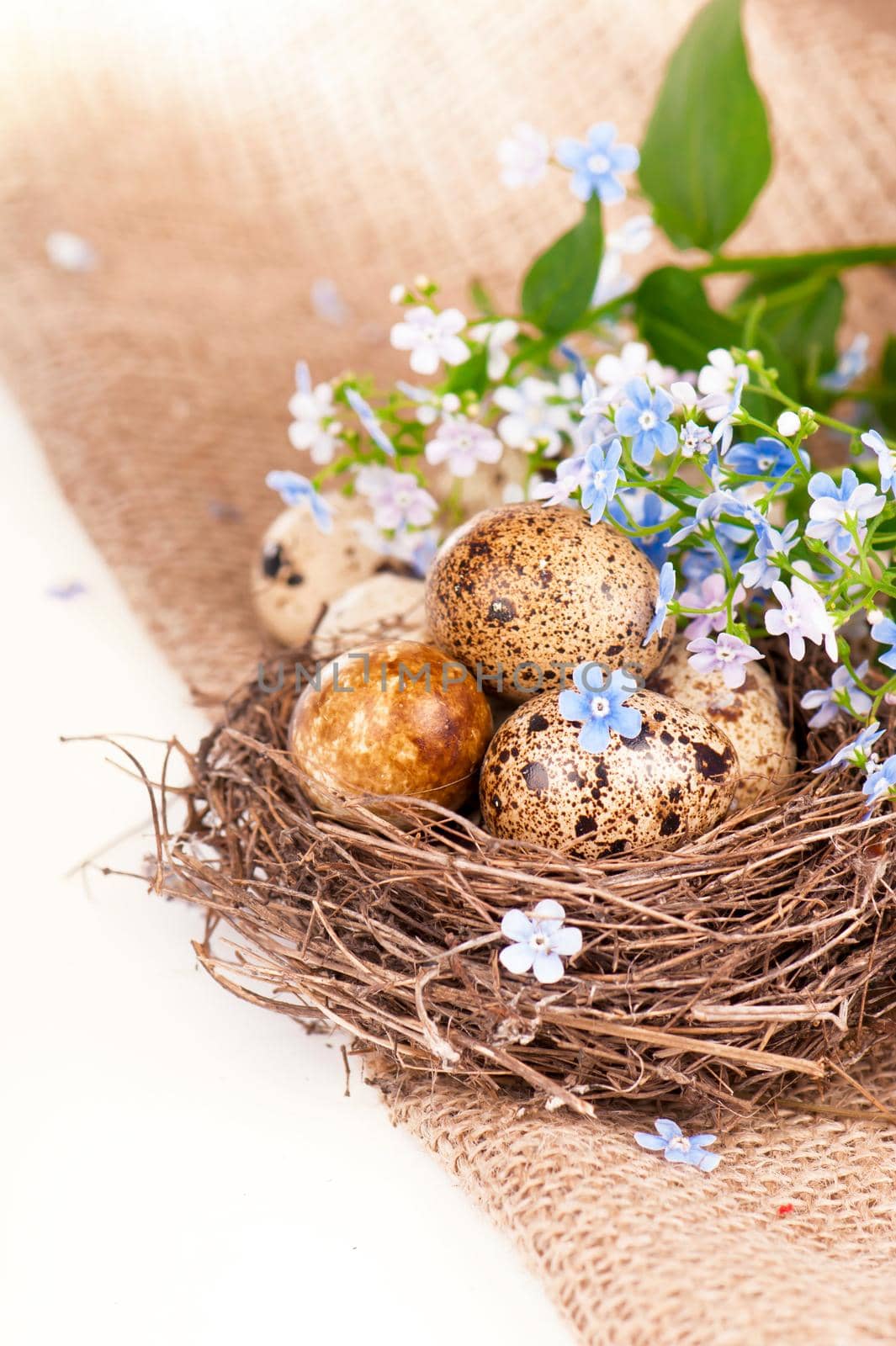 Quail eggs in a nest, forget-me-nots on a canvas