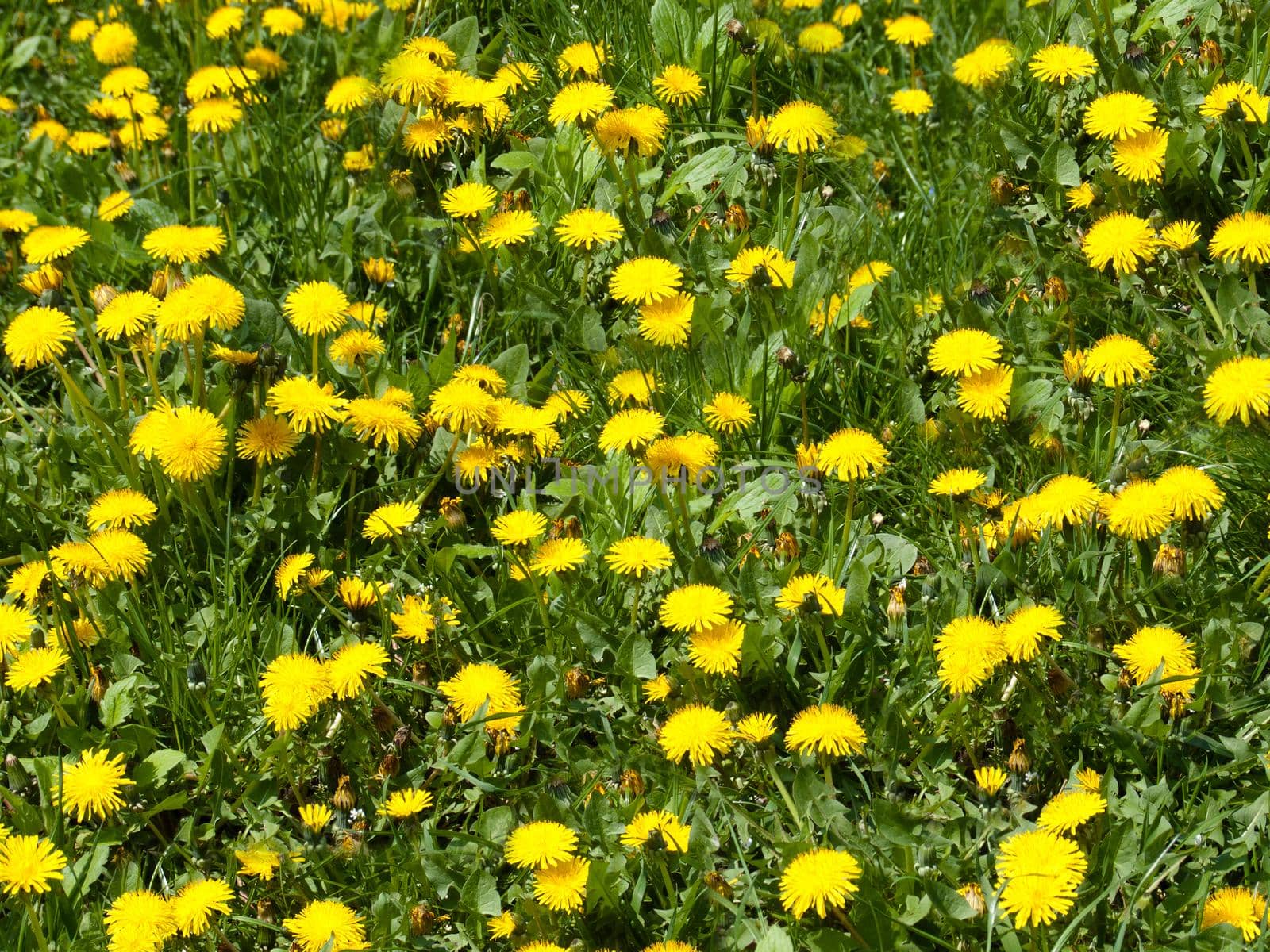 Outdoors bright yellow dandelions on a background of green grass close-up.Texture or background