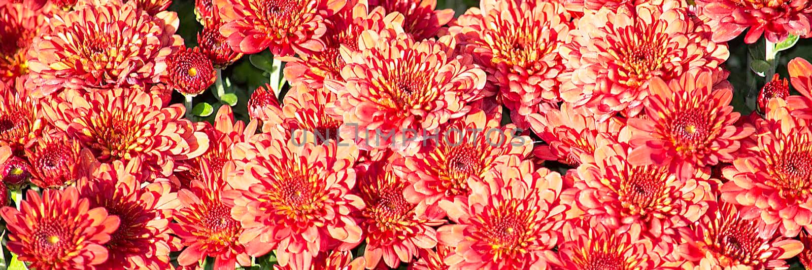 Yellow-orange chrysanthemums on a white background. Front view, gift card texture by Essffes