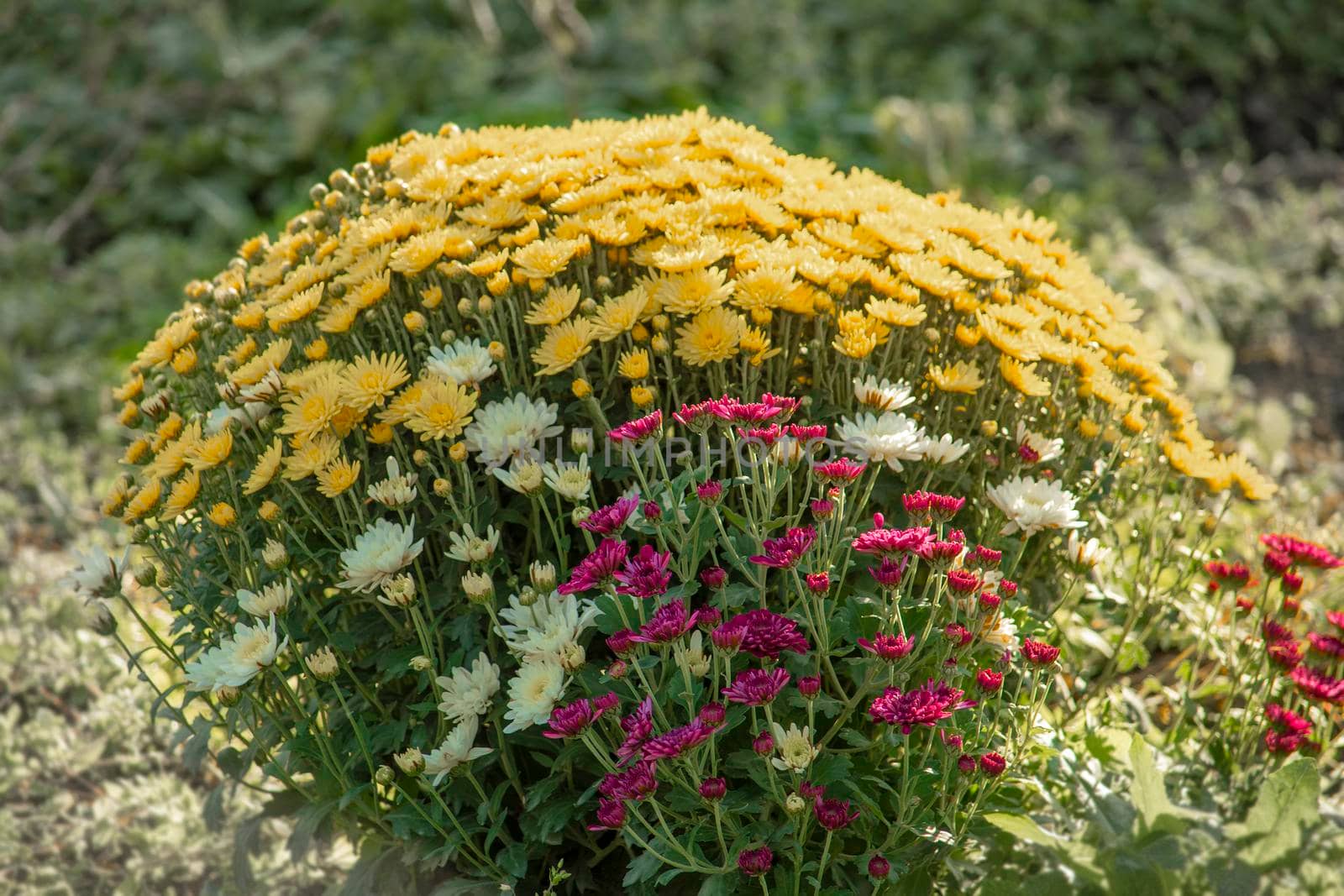 Beautiful plant, garden concept Front view