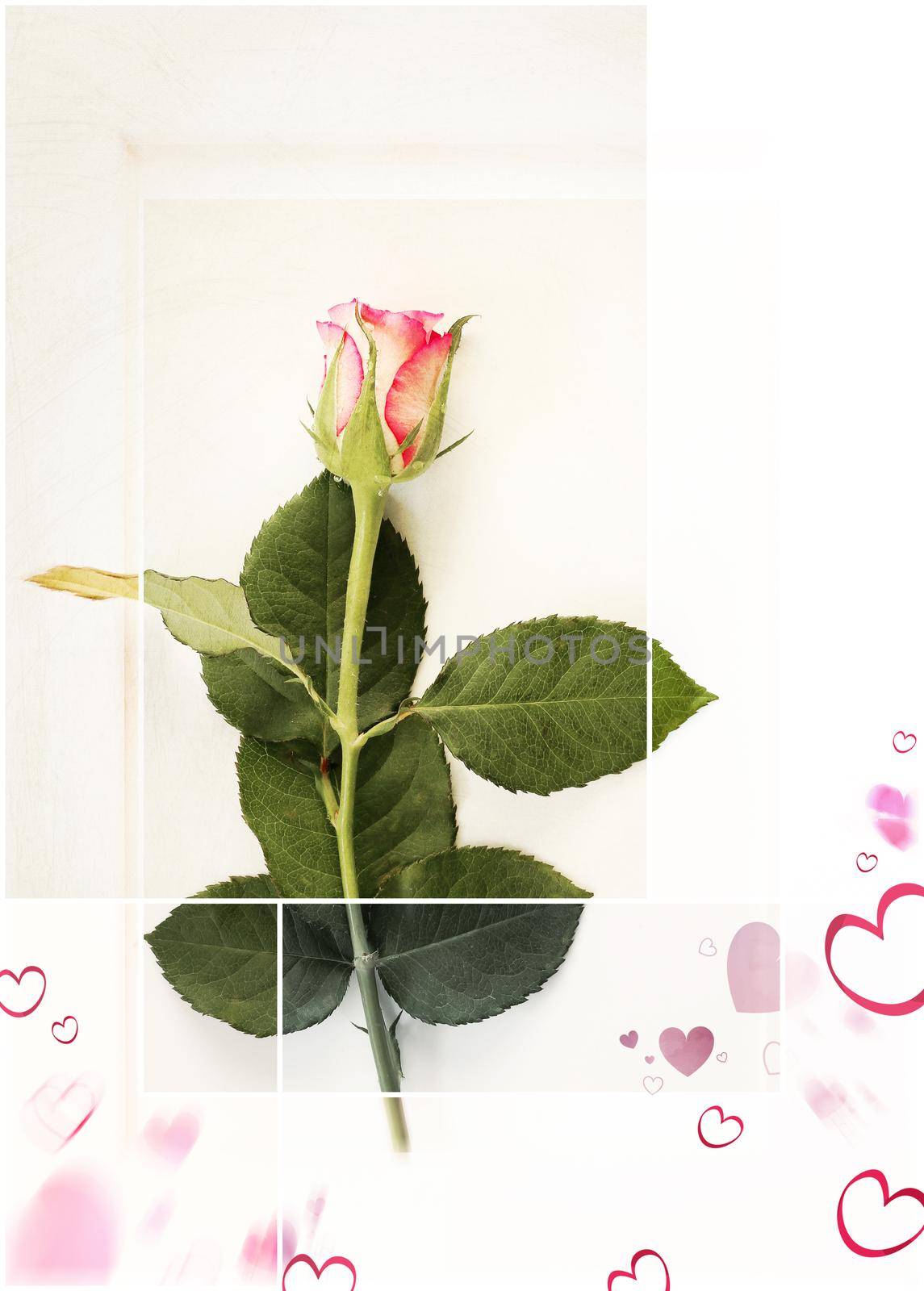 Fresh single rose by NelliPolk