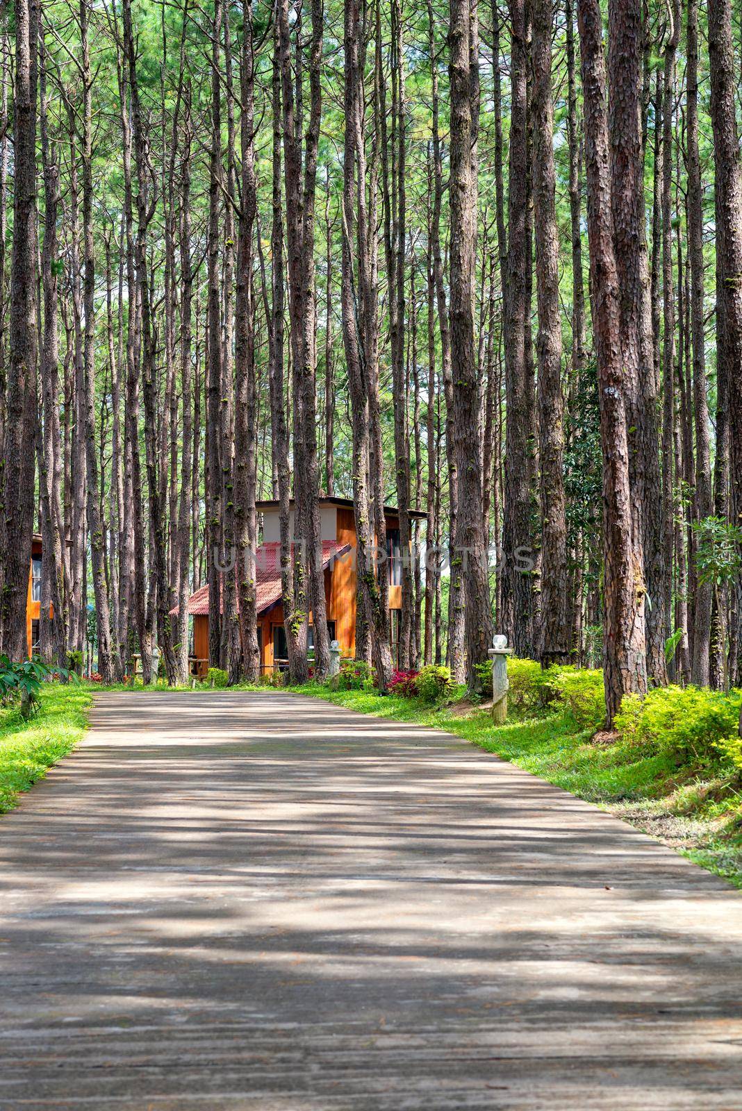 Beautiful Pathway along with nature pine trees with sunshine in summer season at rural fores by Nuamfolio
