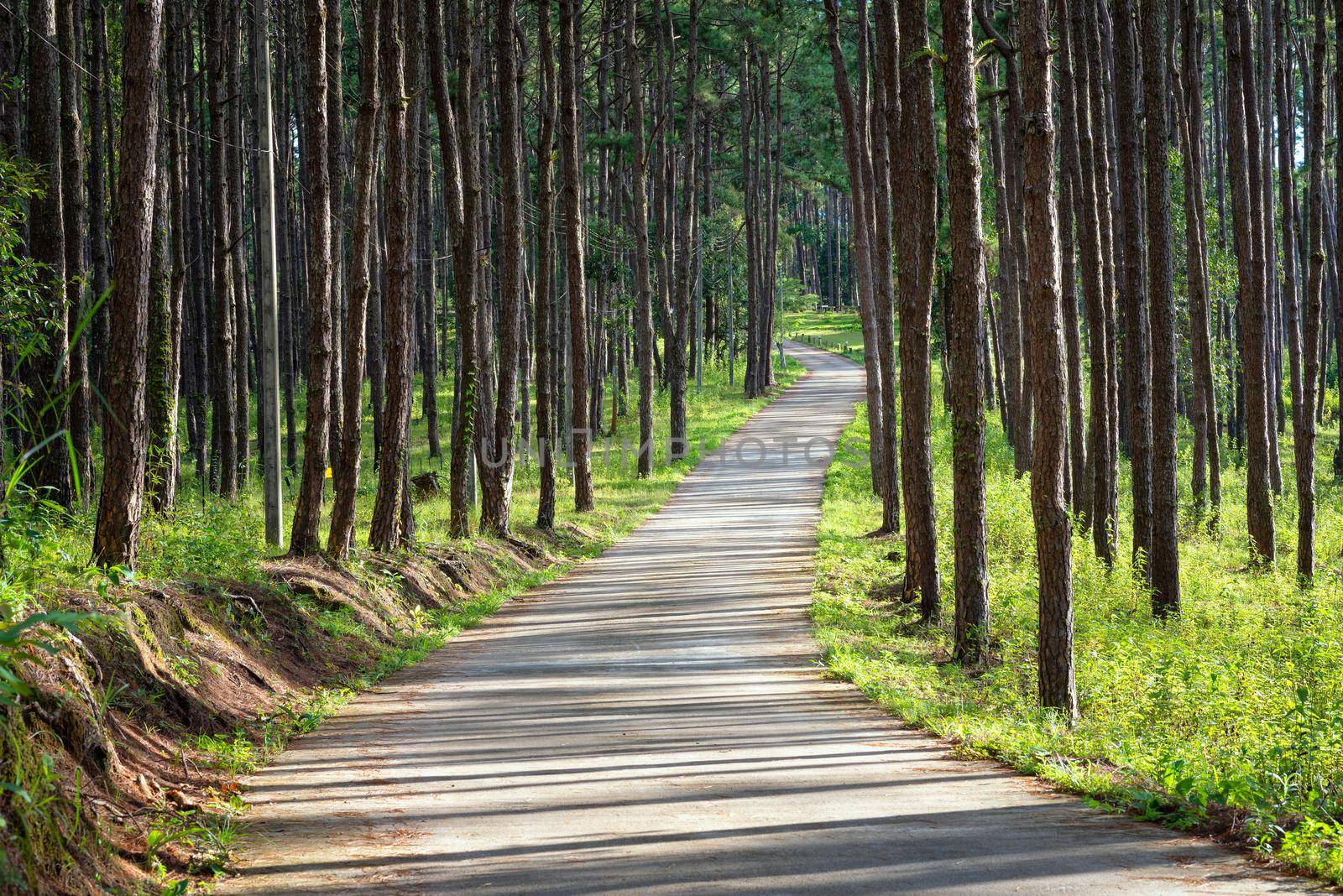 Beautiful Pathway along with nature pine trees with sunshine in summer season at rural fores by Nuamfolio