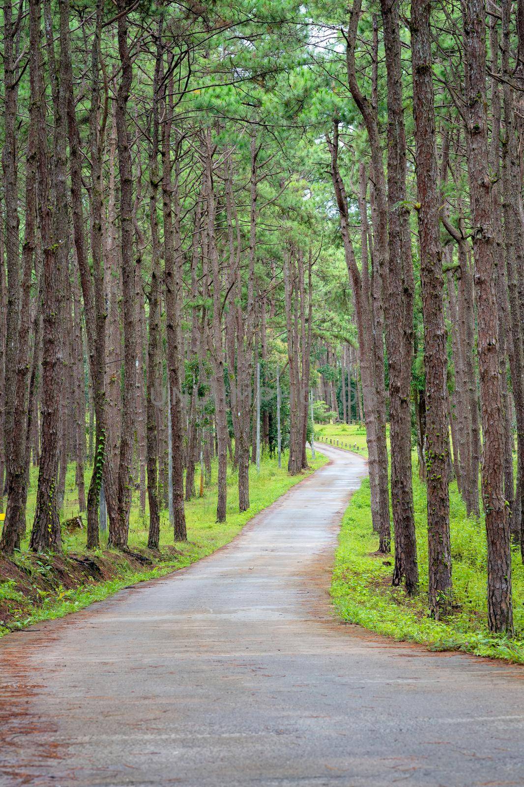 Beautiful Pathway along with nature pine trees with sunshine in summer season at rural fores by Nuamfolio