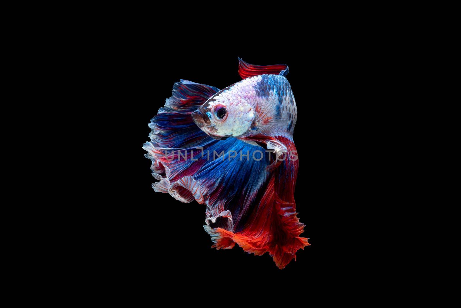 Close up art movement of Betta fish or Siamese fighting fish isolated on black background by Nuamfolio