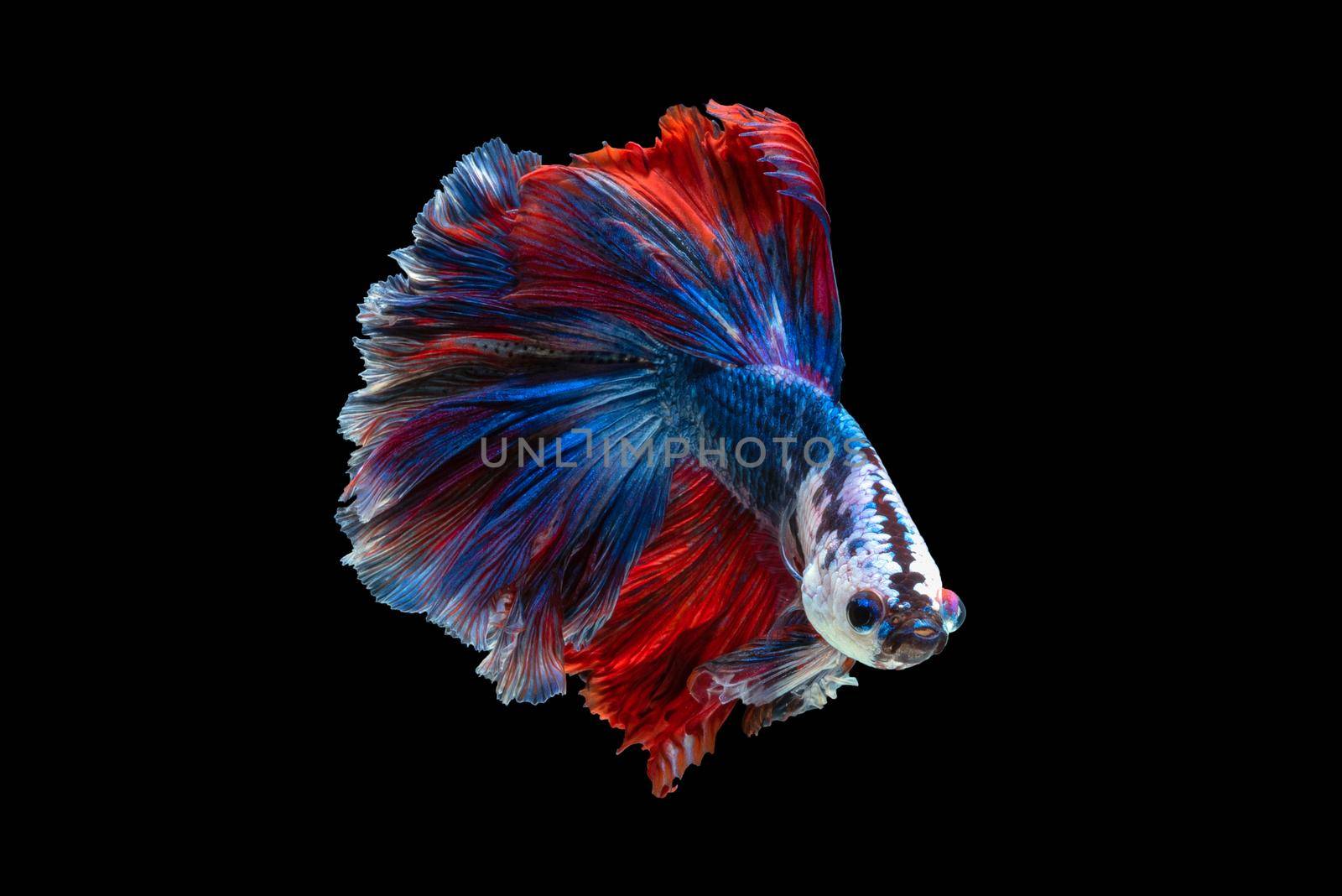 Close up art movement of Betta fish or Siamese fighting fish isolated on black background
