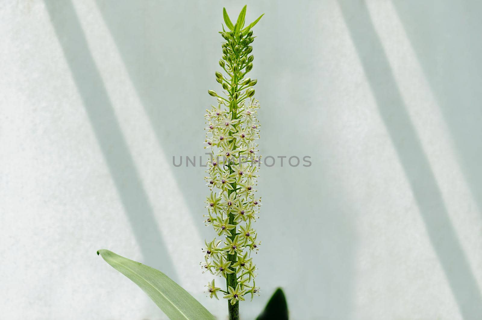 Outdoor long green stem of a flower on a light background close-up