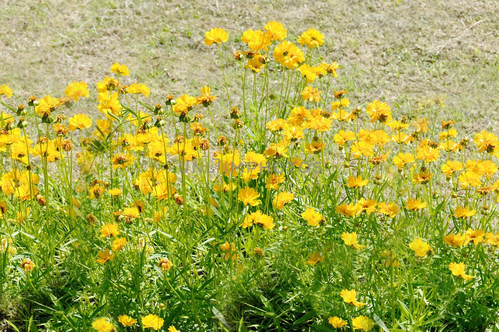In the summer there are many yellow flowers in the open air close-up.Texture or background
