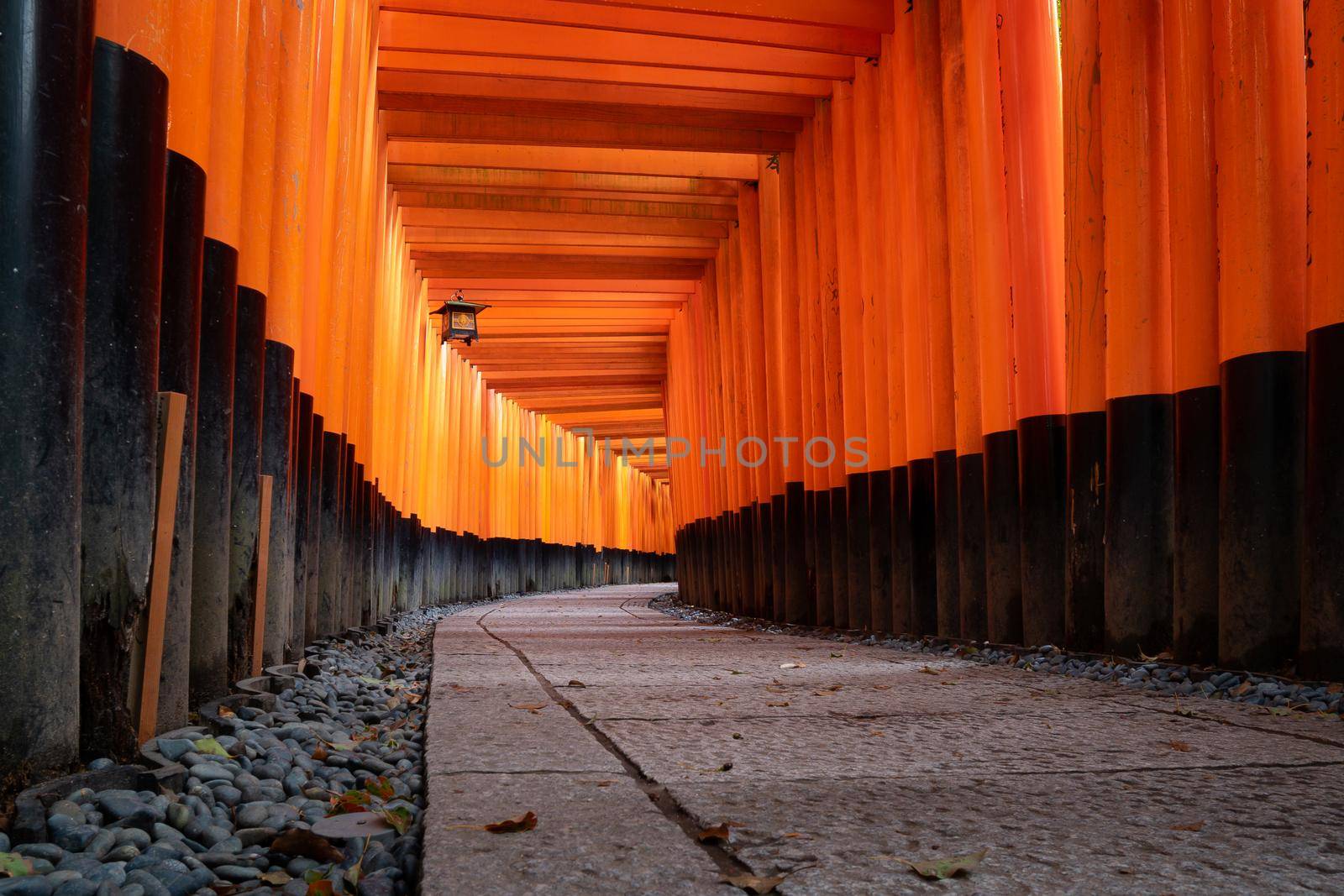 The red torii gates walkway path at fushimi inari taisha shrine the one of attraction  landmarks for tourist in Kyoto, Japan.