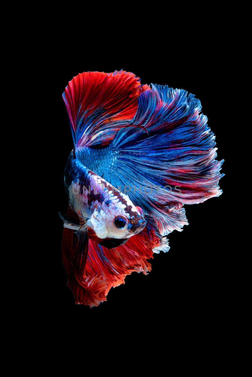Close up art movement of Betta fish or Siamese fighting fish isolated on black background by Nuamfolio