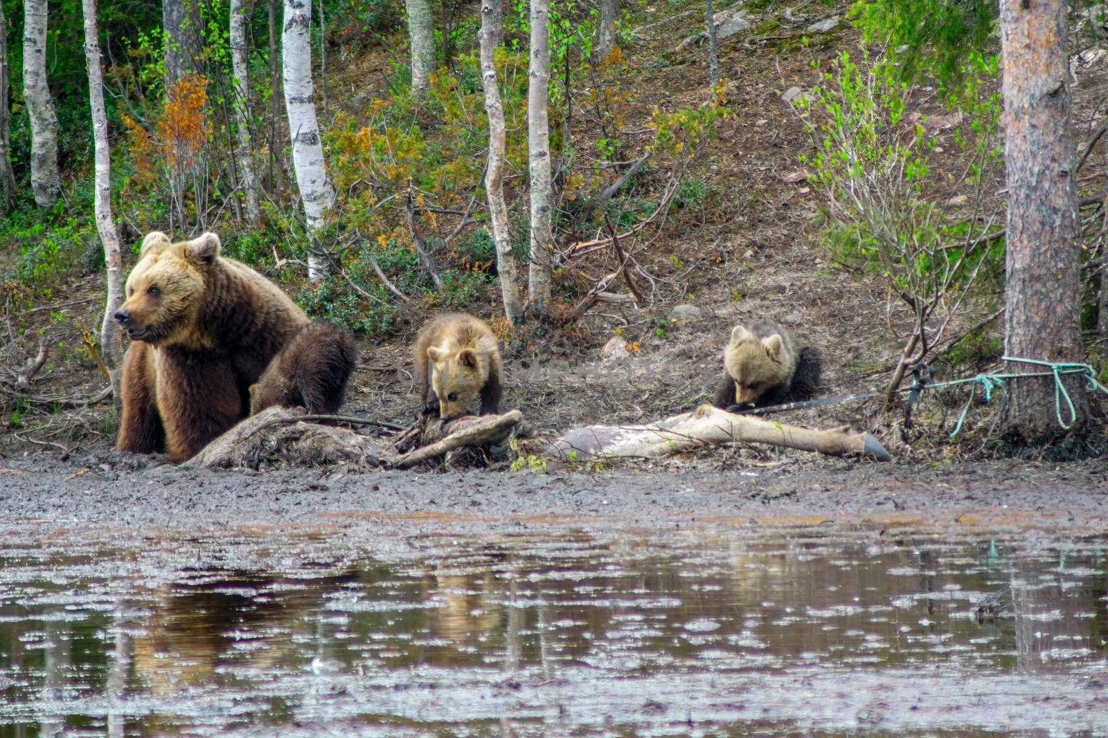 View of a mother and 3 cubs Brown Bears, in Kuusamo region, Finland