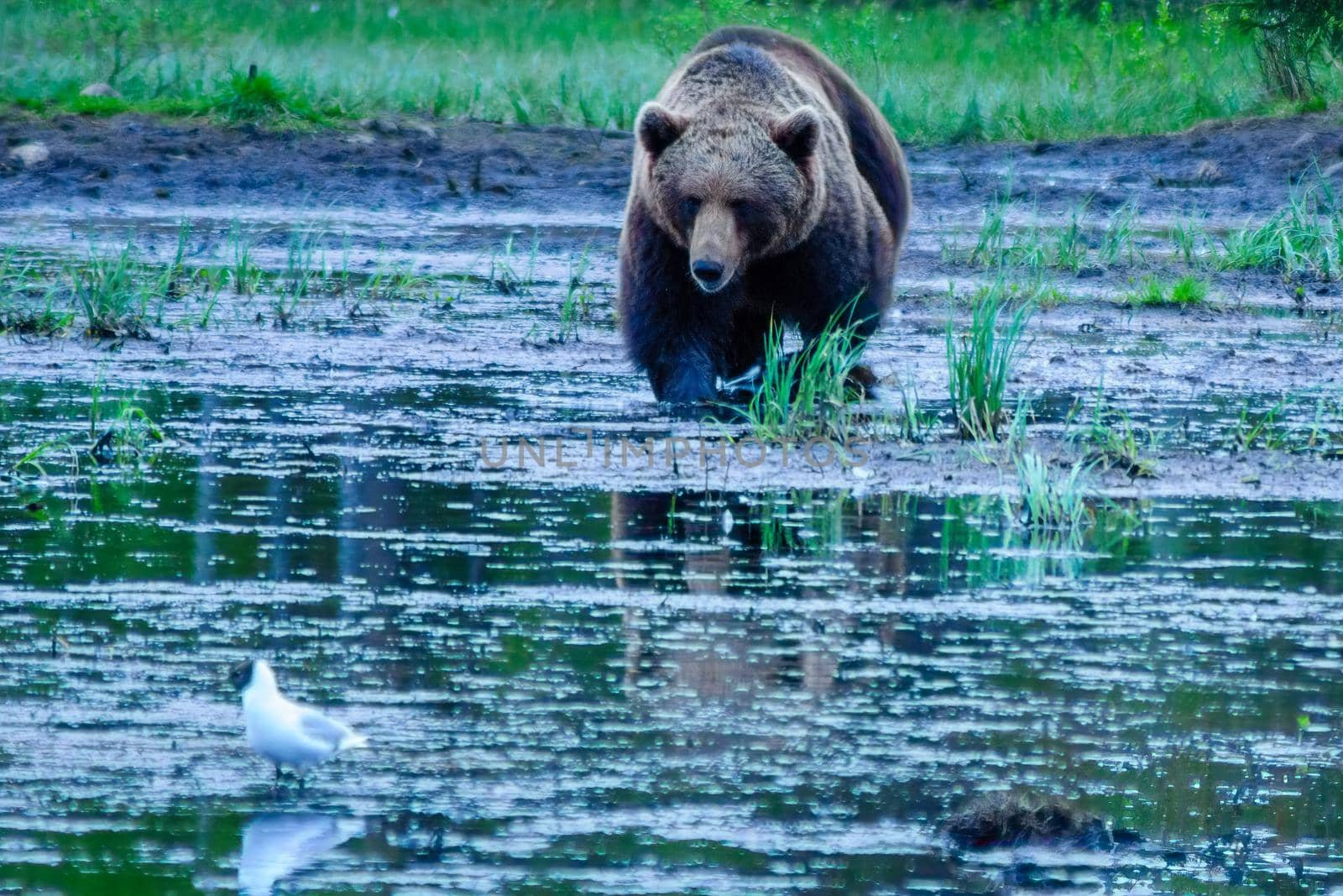 View of a male Brown Bear, in Kuusamo region, Finland